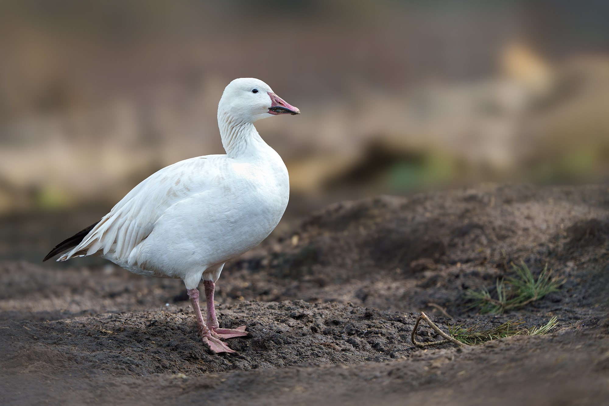 Удивительные мир птиц. Вокруг нас столько прекрасного — присмотритесь!. Ваш личный фотограф Марина Волкова