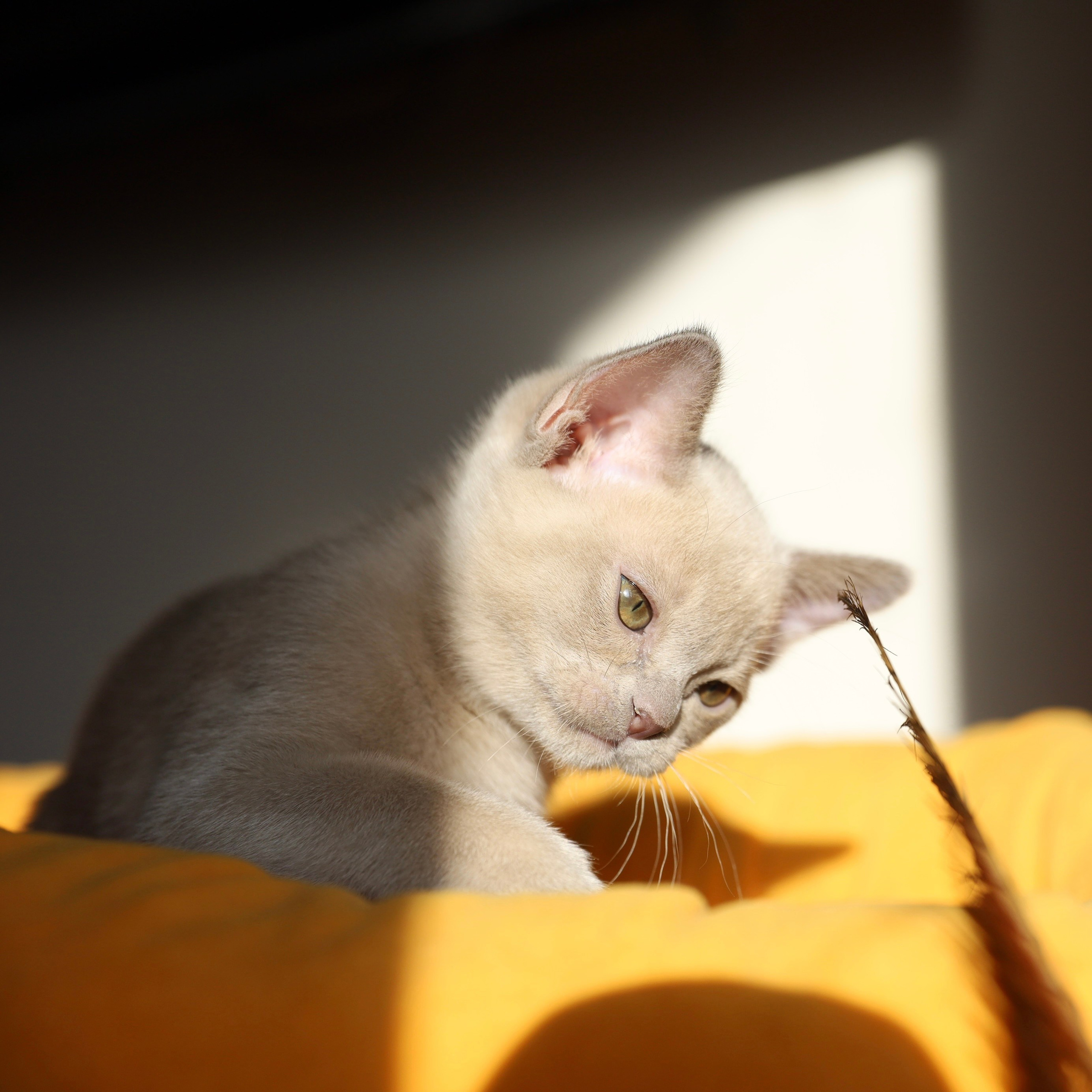 В. Cash. Cattery “Bouncy Life”