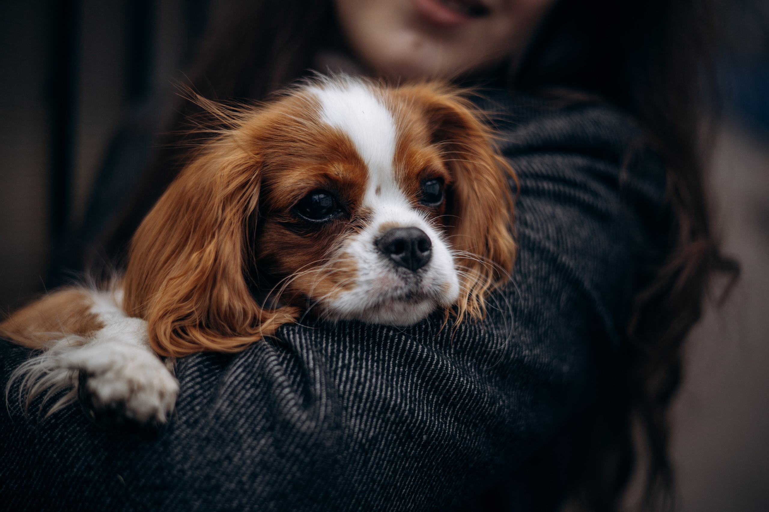 Екатерина и Тесси. Фотограф животных Евгения Верцинская