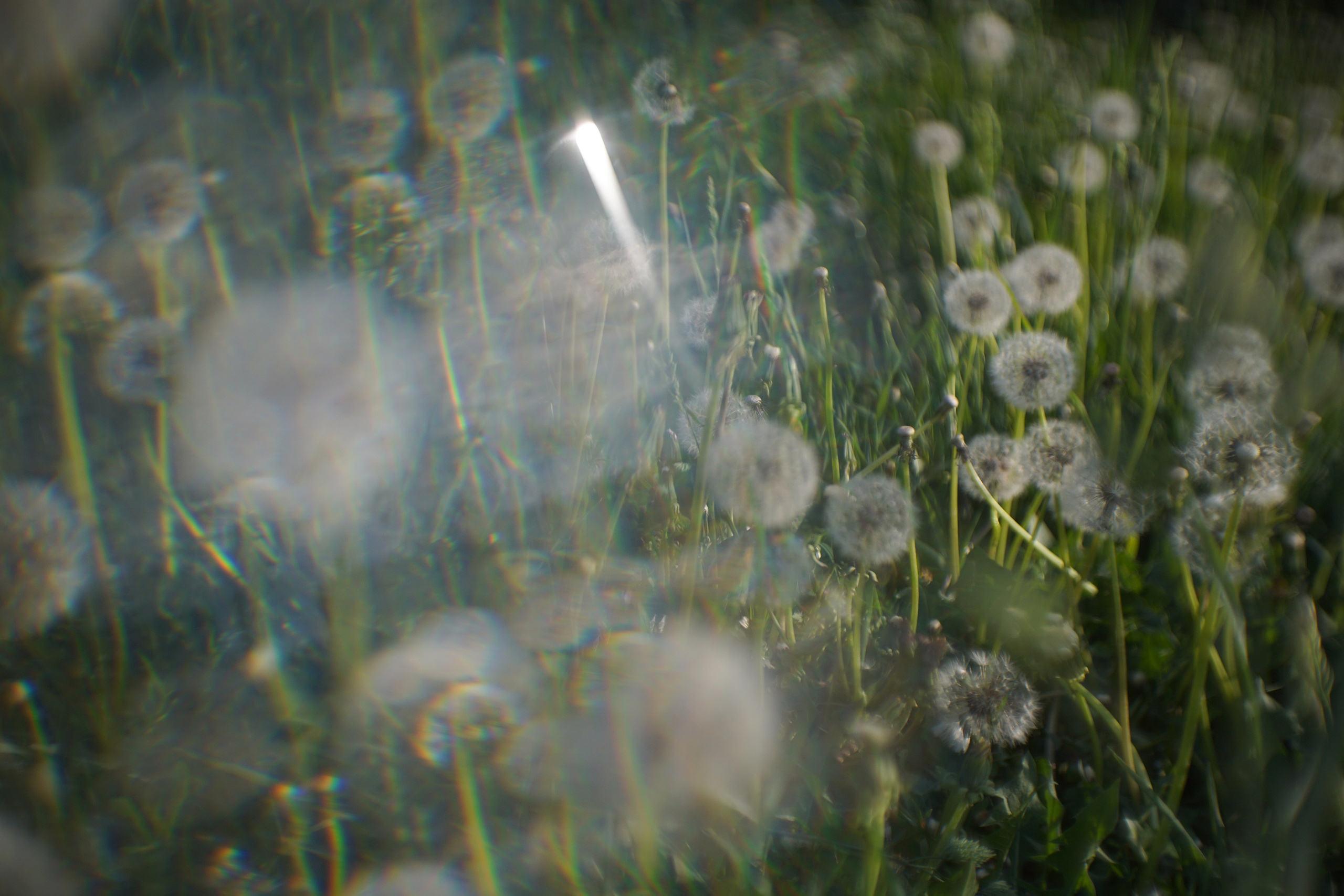 Пазлы. Фотохудожник Татьяна Бойцова