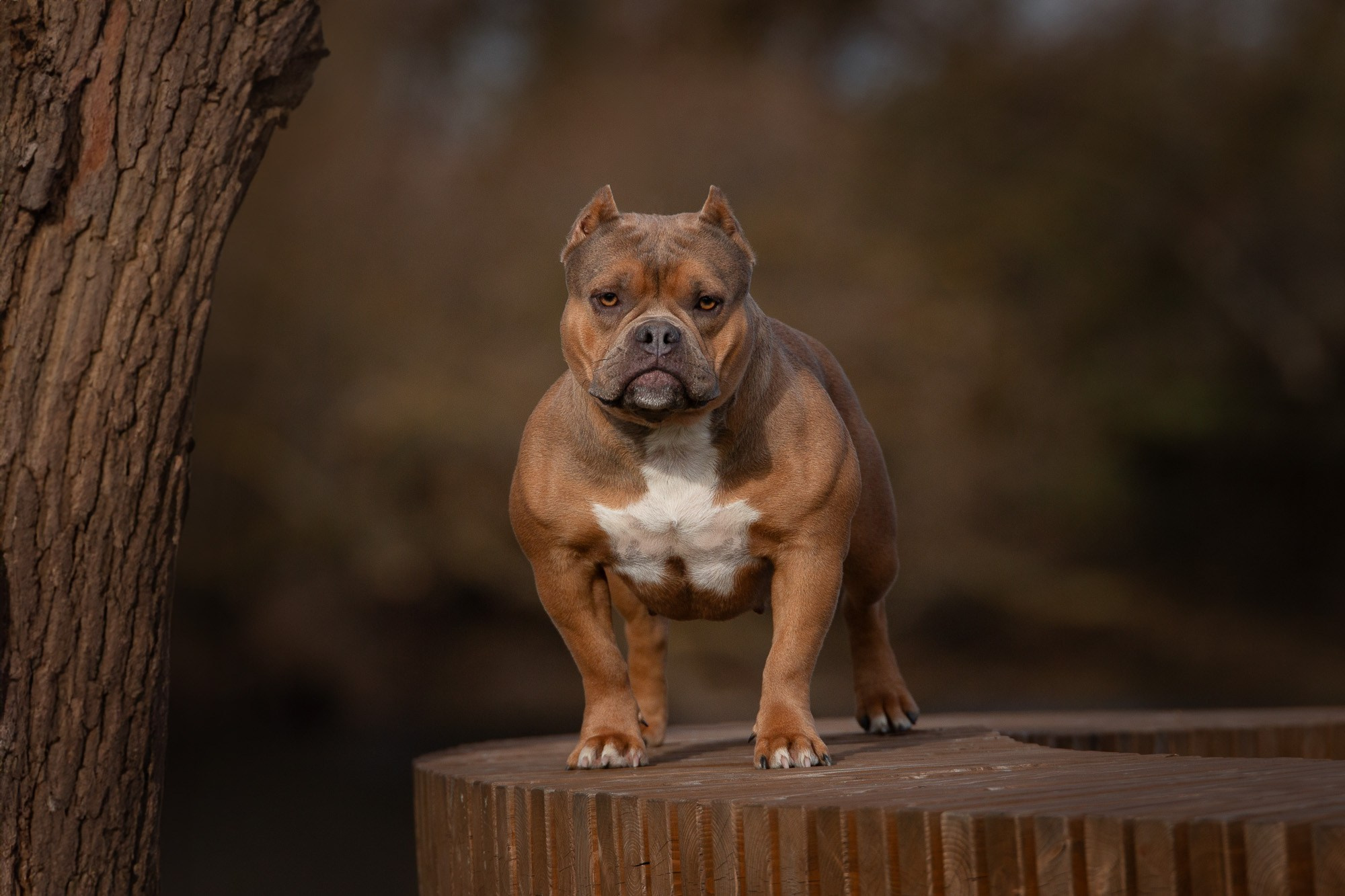 Американские Булли. Фотограф анималист, семейный фотограф, фотограф собак Комратова Мария. г. Москва