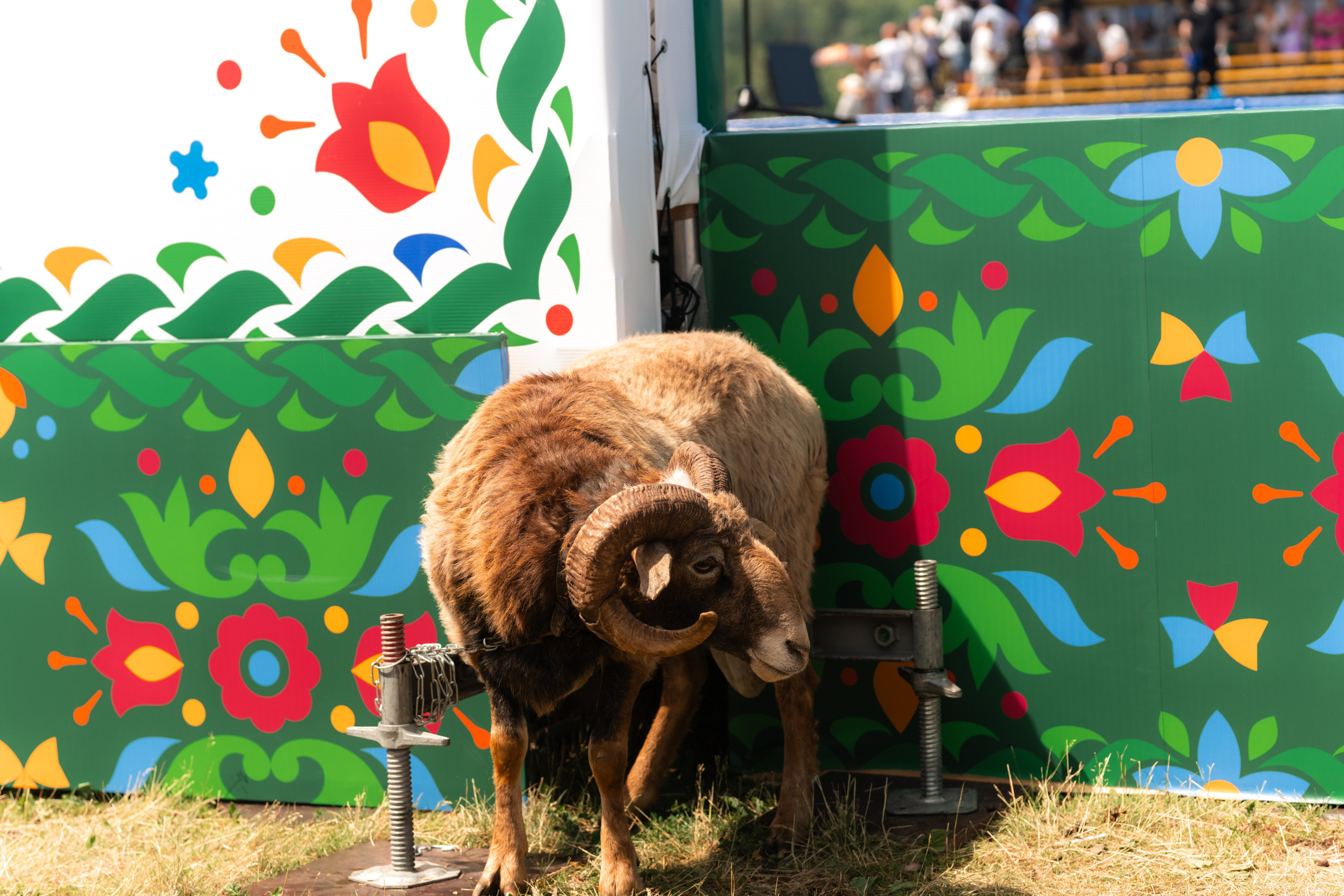 Фотографии с Всероссийских соревнований по көрәш