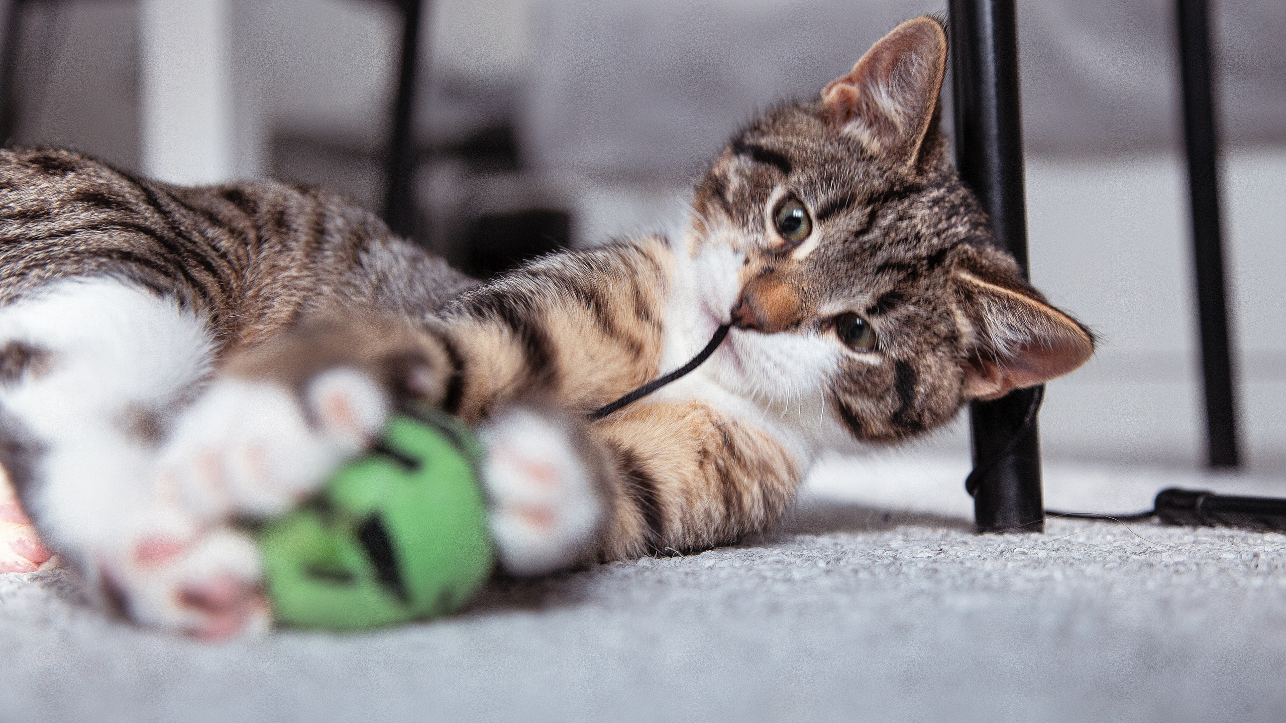 Съемка животных. Фотограф-режиссёр Майя | Москва