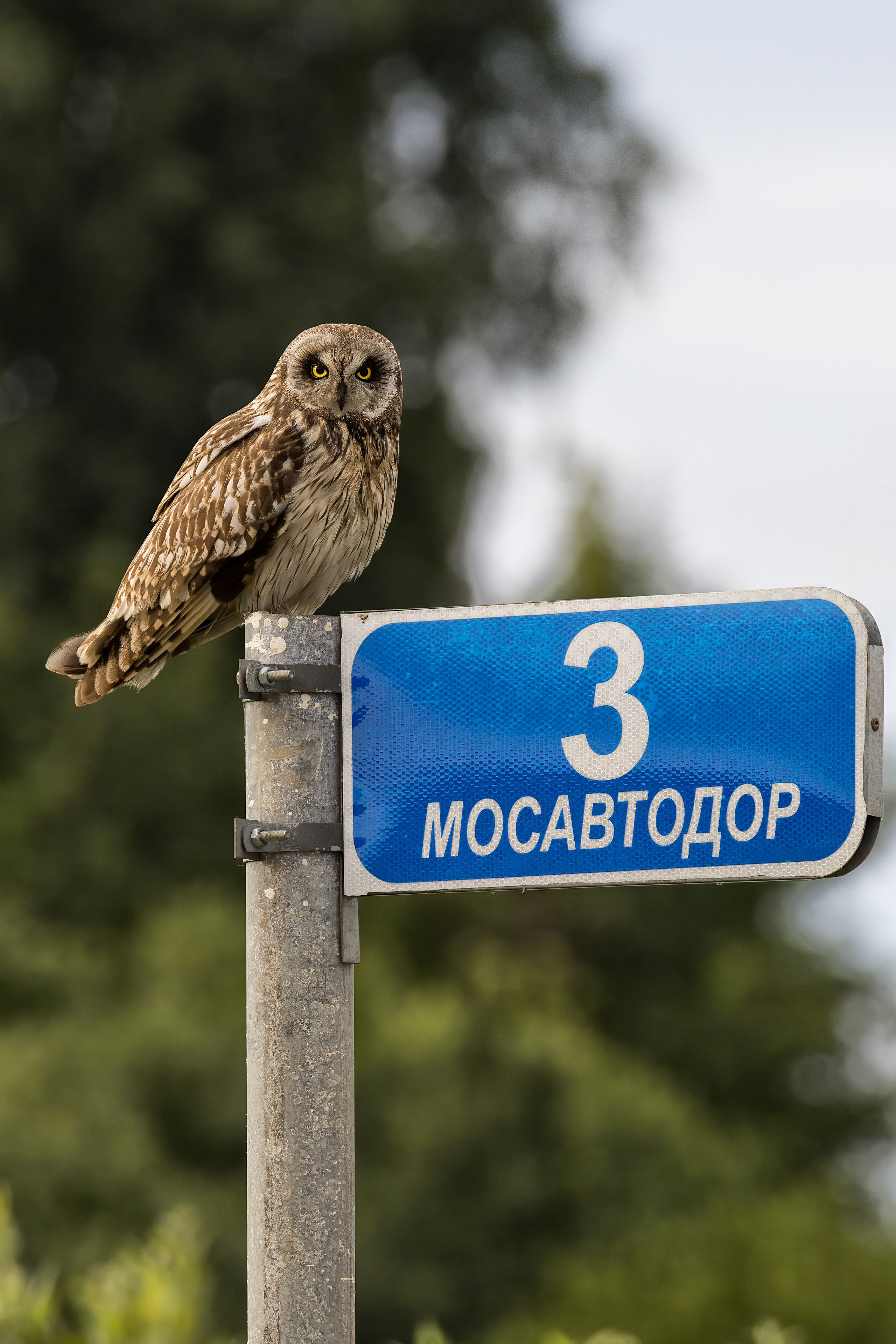 Болотная сова. Photomantis