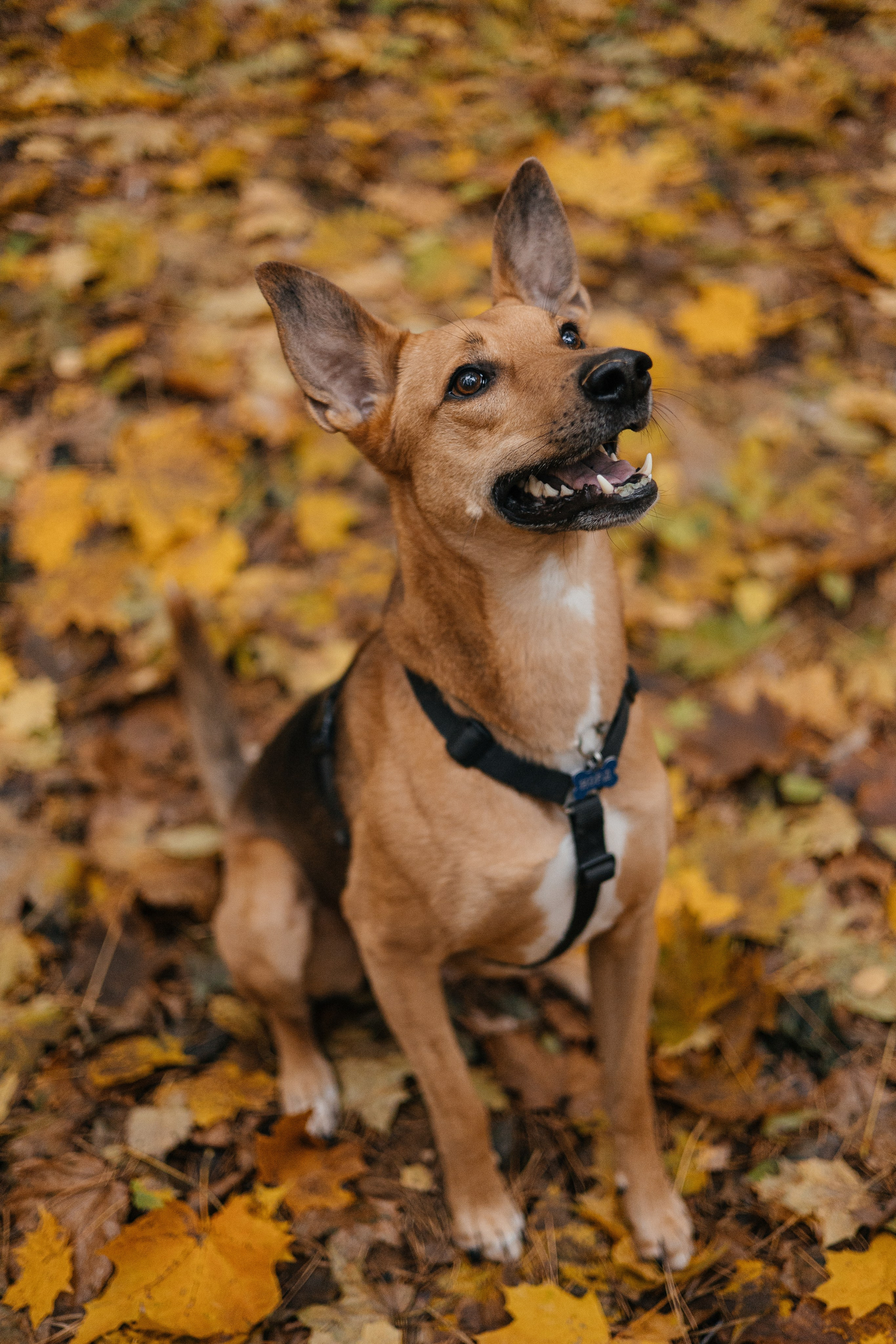 Нелли, Лёша, Рэй и Норд. Фотограф Анна Луценко Москва