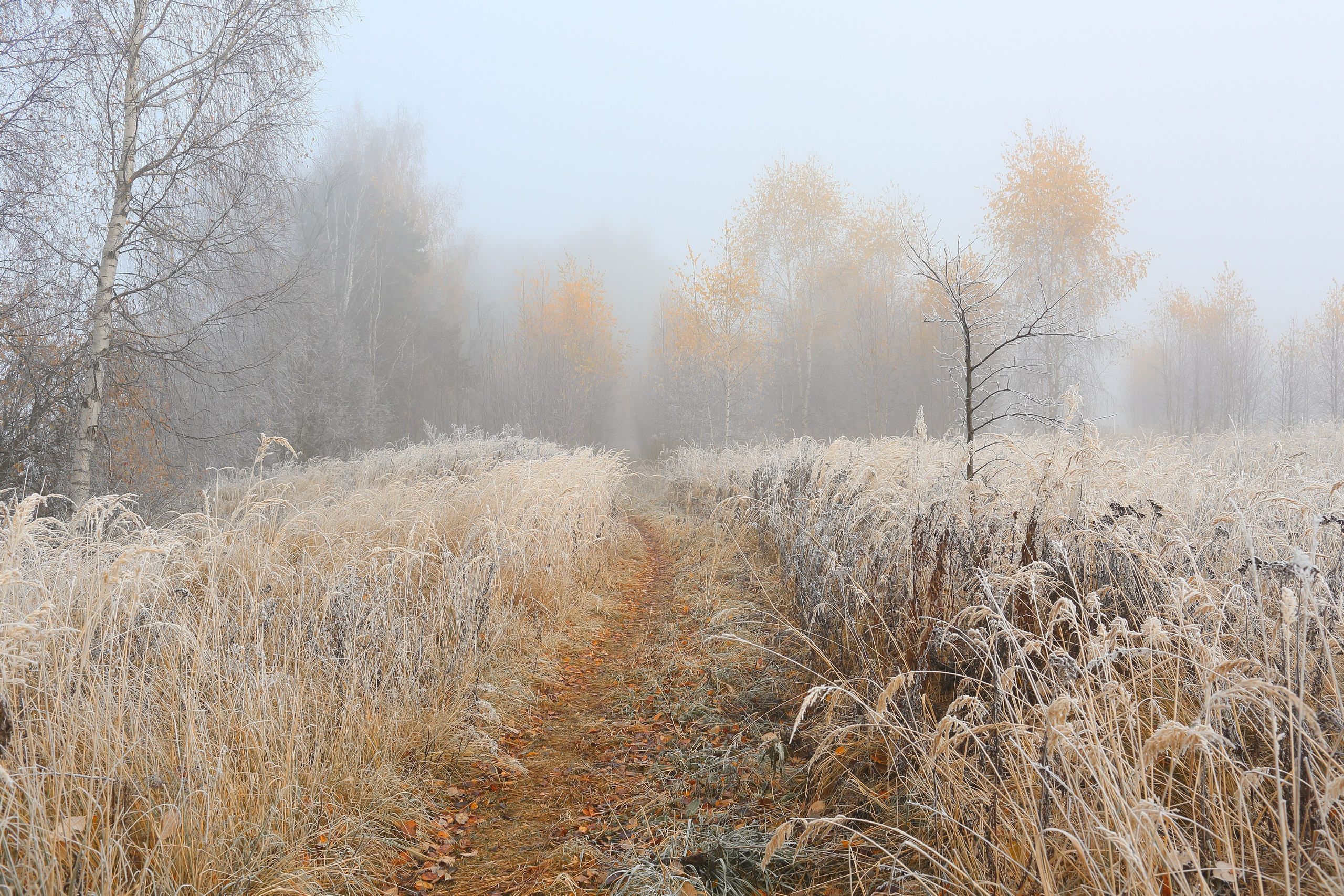 Туманный октябрь. Свадебный и репортажный фотограф в Ярославле и Санкт-Петербурге Роман Микрюков