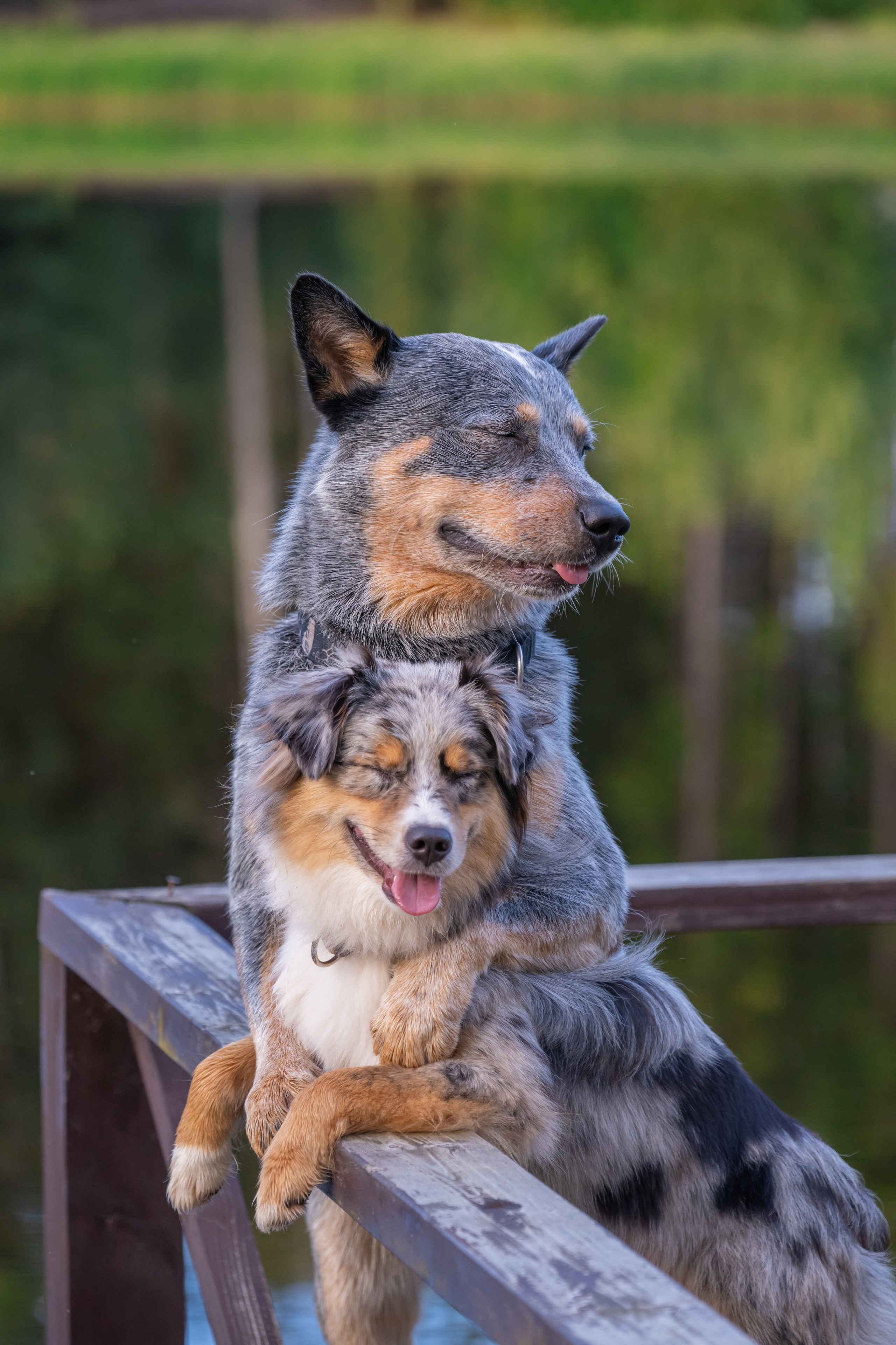 Портреты питомцев. Фотограф в Санкт-Петербурге Александра Ладыгина