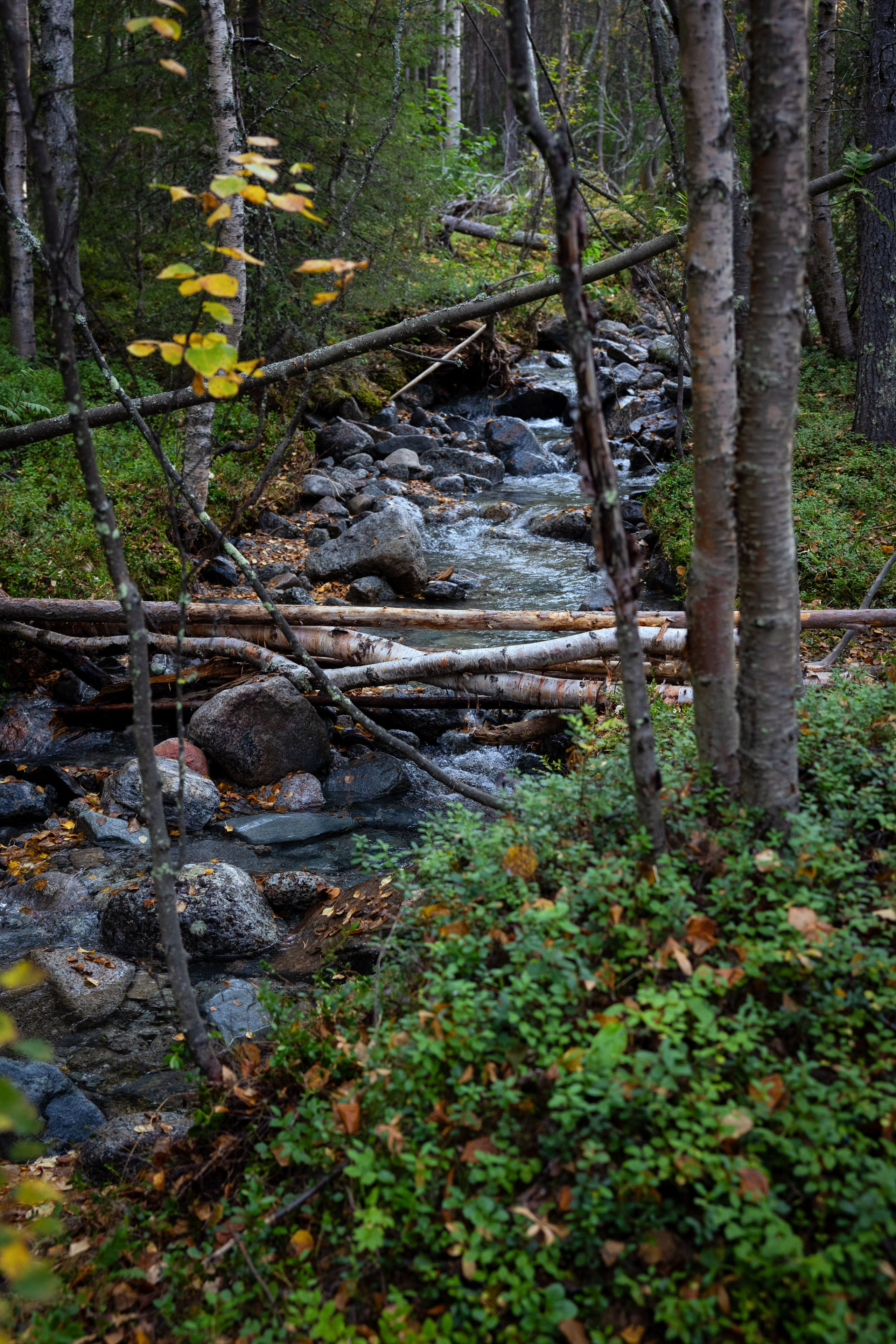 Кольский (осень 2025). Фотограф Виноградов Константин