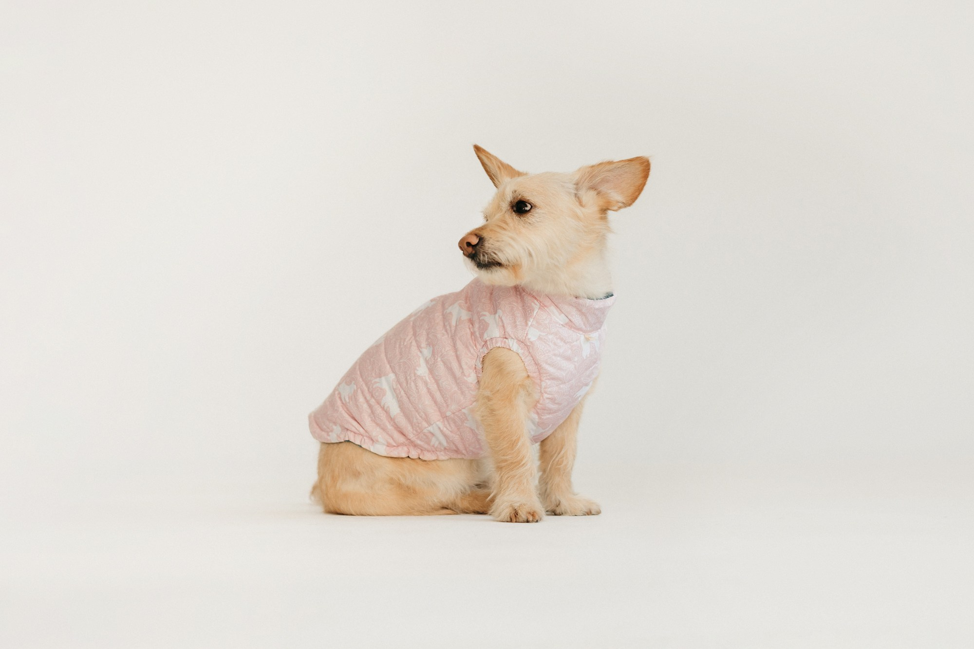 Одежда Lapa`s brand. Фотограф-анималист Елена Радченко, Москва