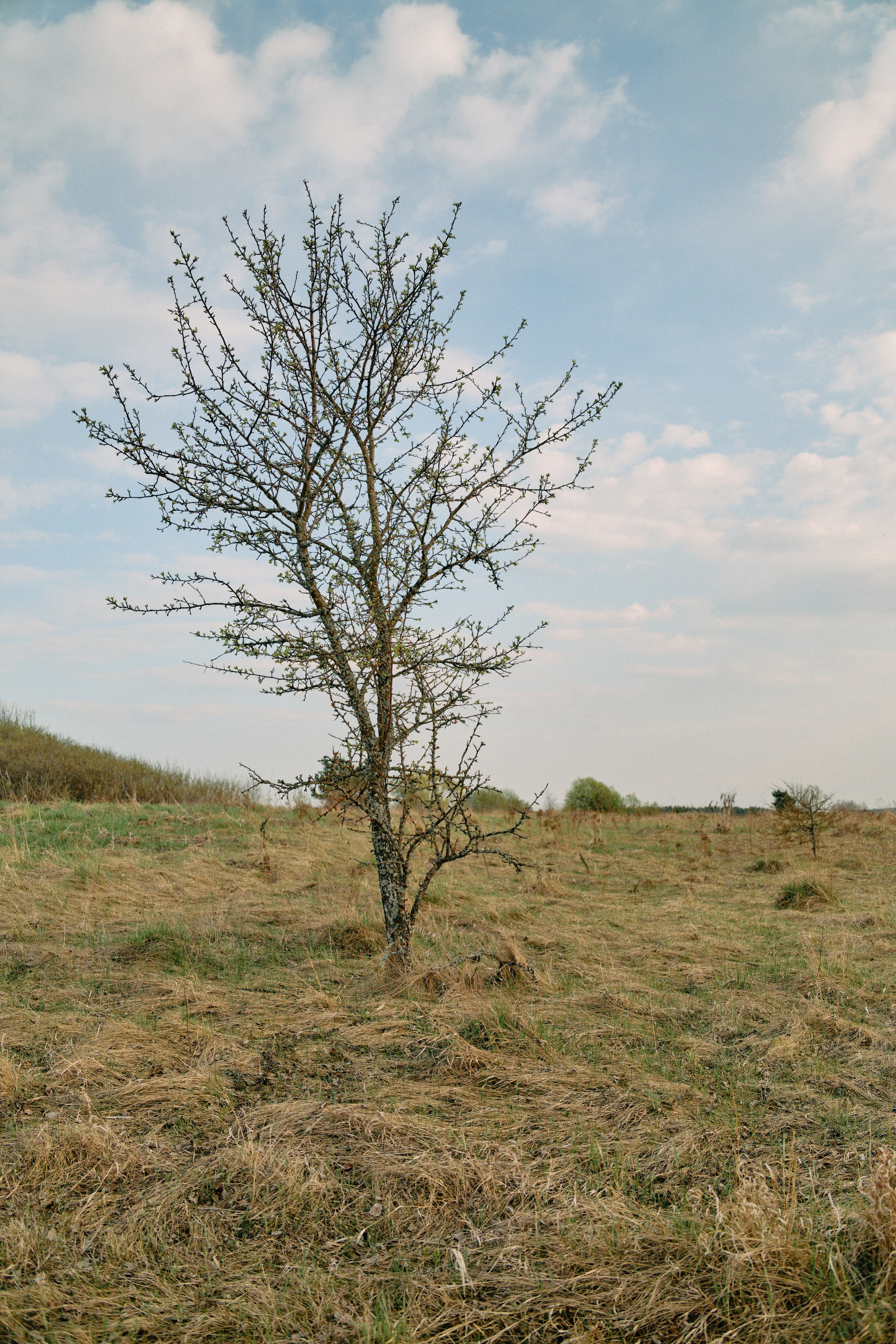 Бутик-отель Поле летом. Профессиональный Фотограф во Владимире, в Москве и в Суздале — Полина Романычева