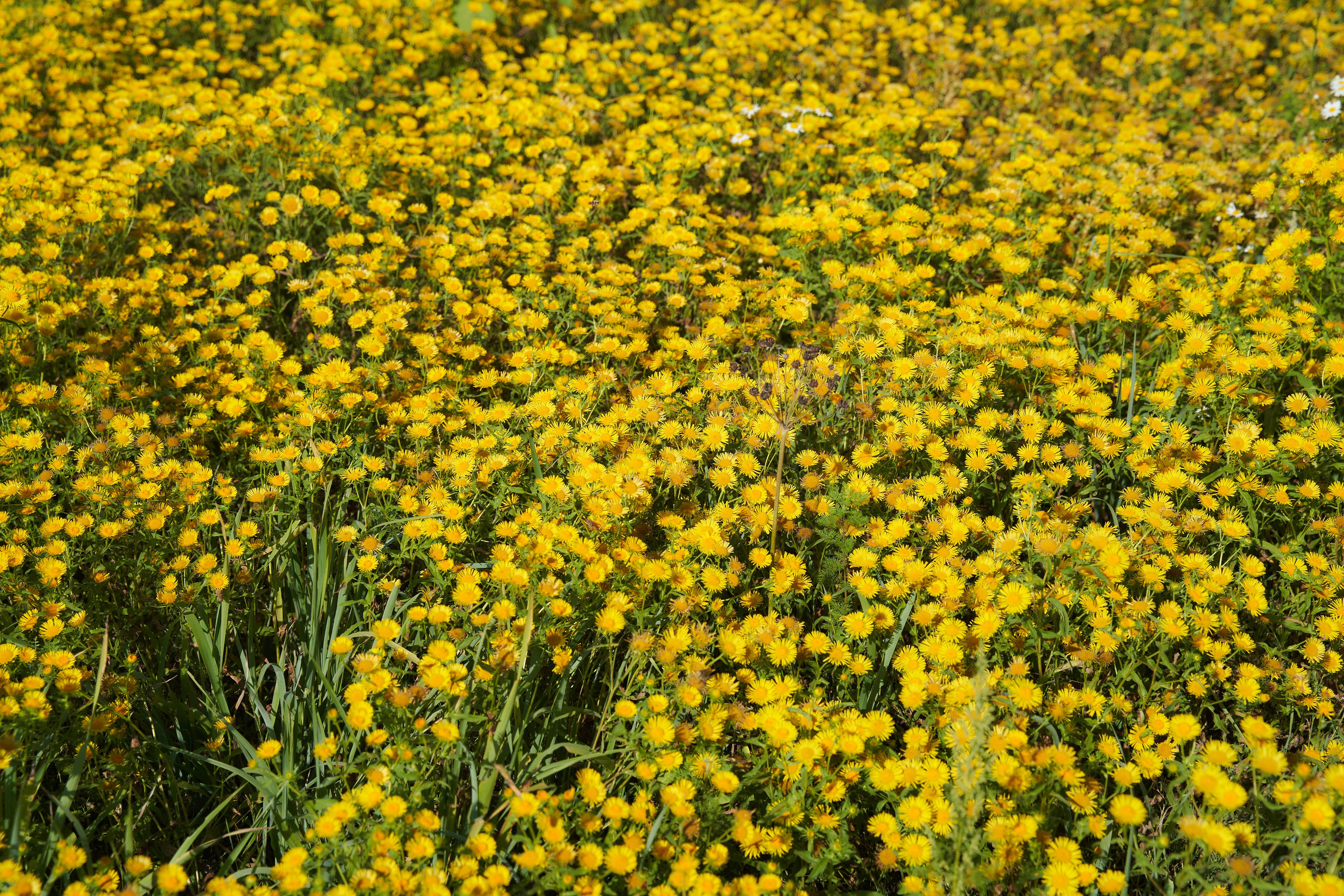 Bram & Zeinab wedding day. Фотограф в Уральске Александр Хохлачёв | HOHLACHEV.COM