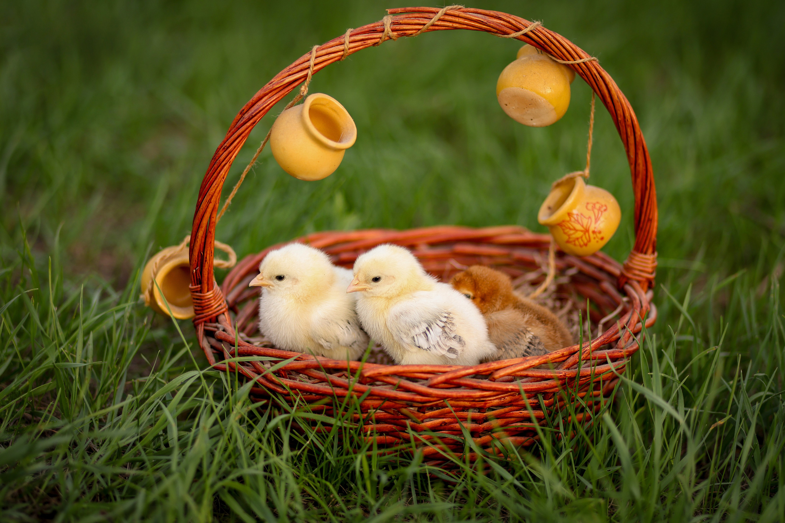 Съёмки с животными. Фотограф в Самаре