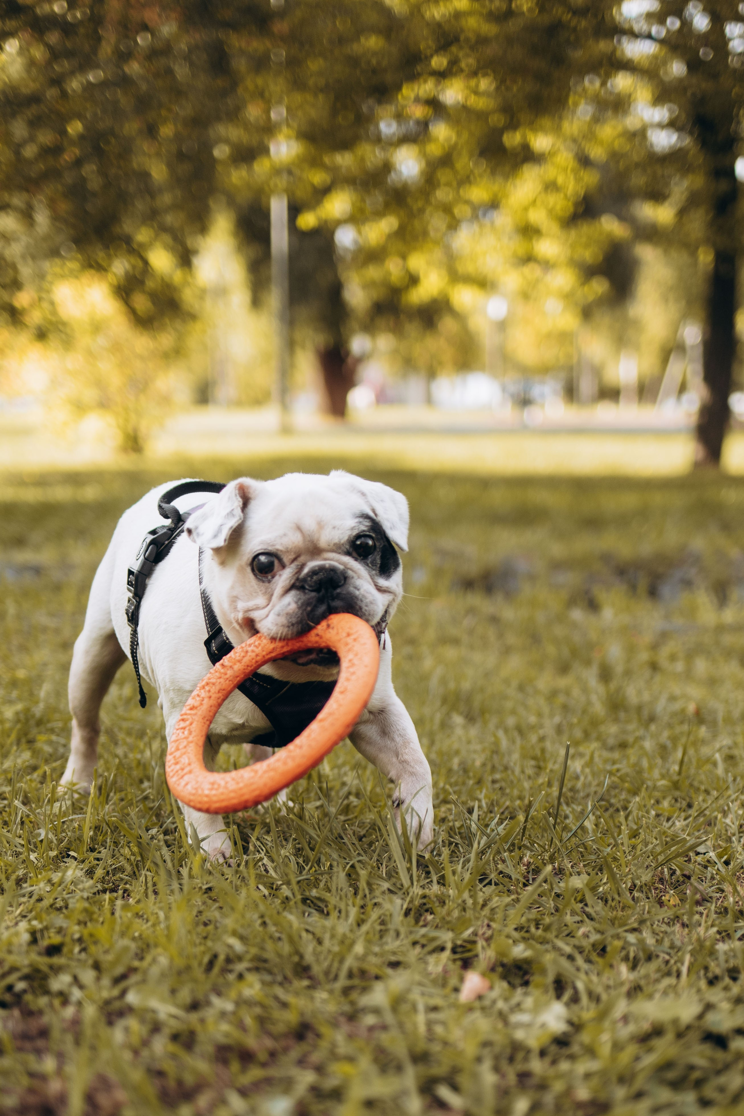 Оля и бульдоги