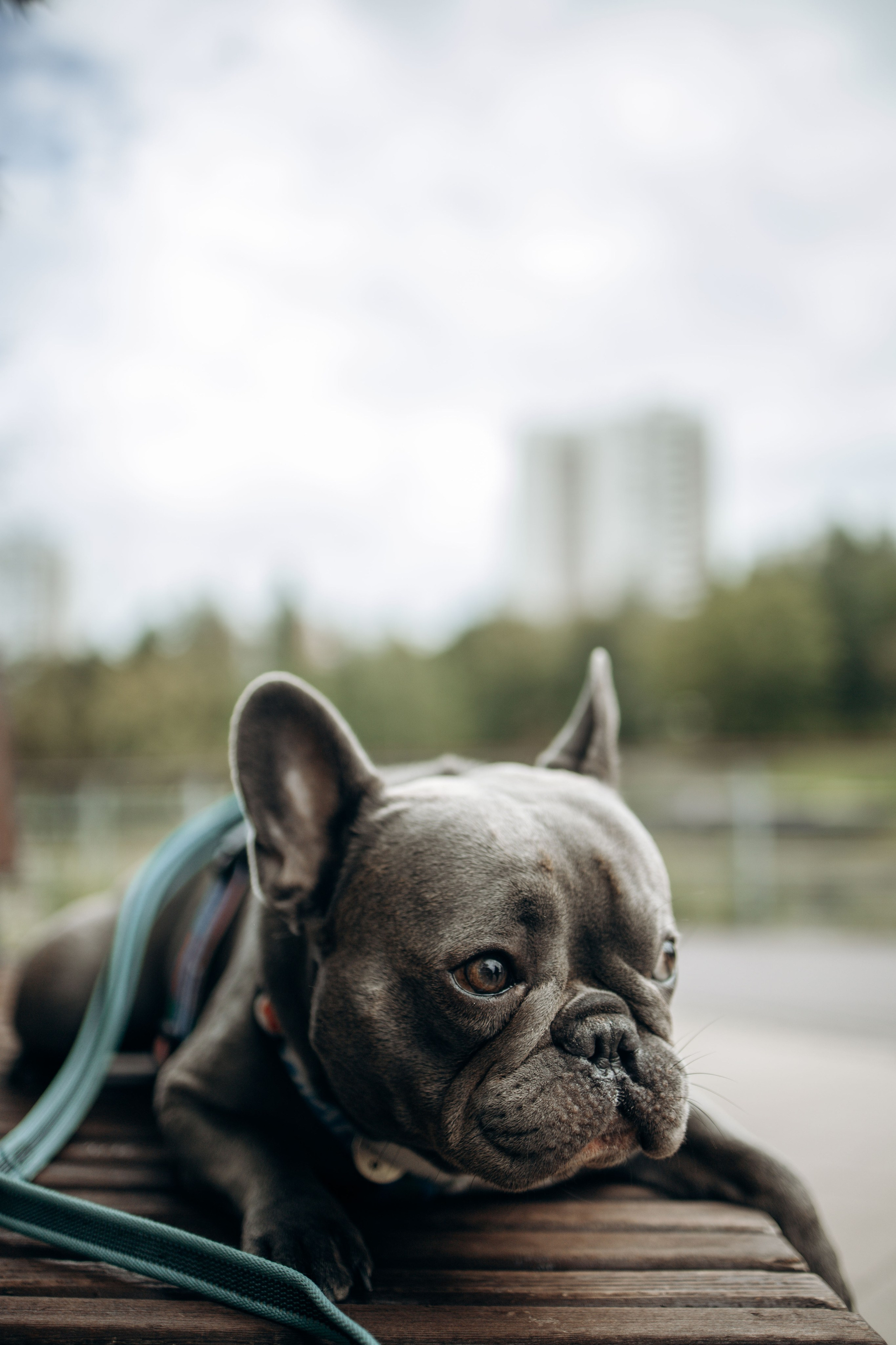 Грей и его семья