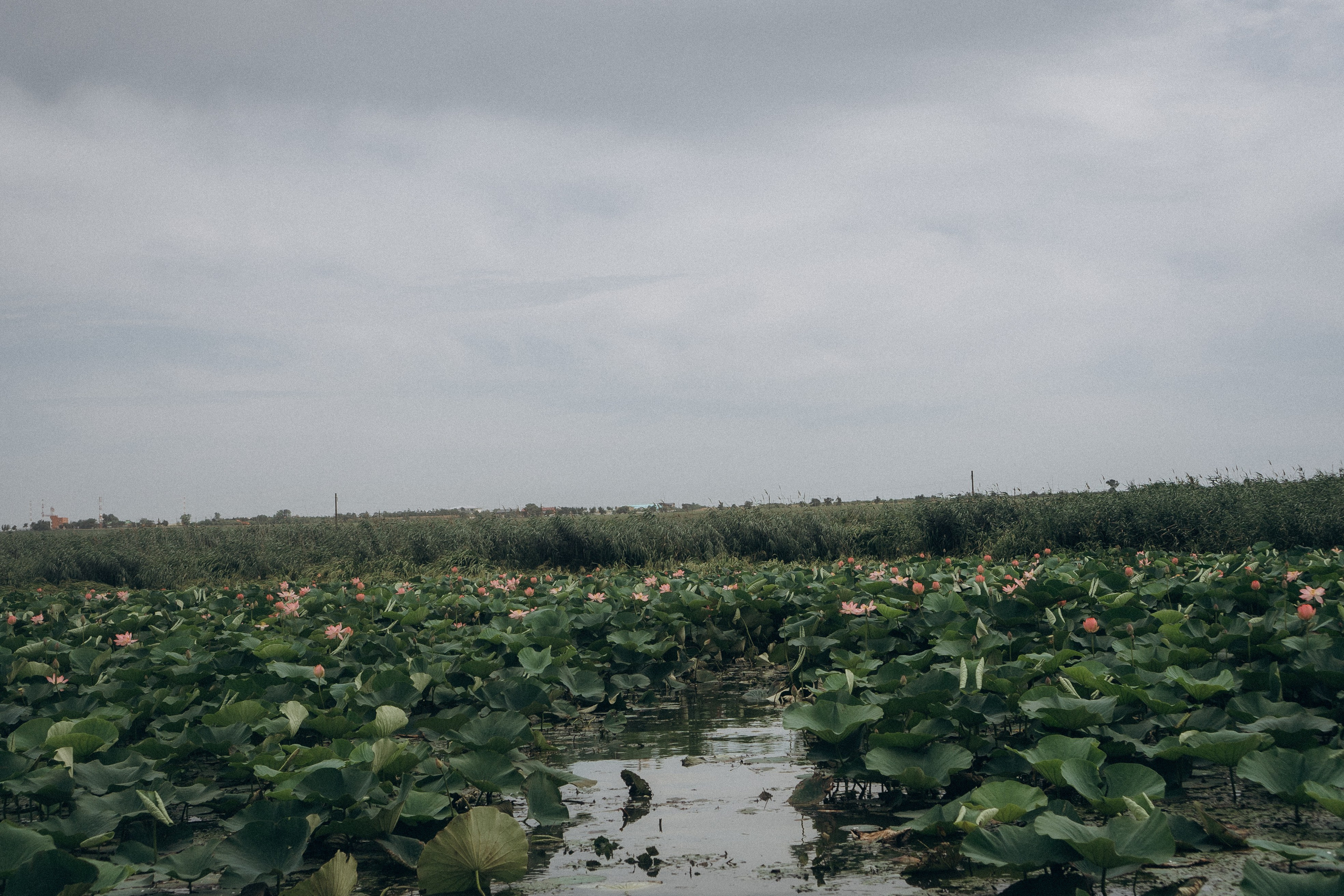 ЛОТОСОВАЯ ПОЛЯНА. Профессиональный фотограф, Санкт-Петербург — Виктория Богомолова