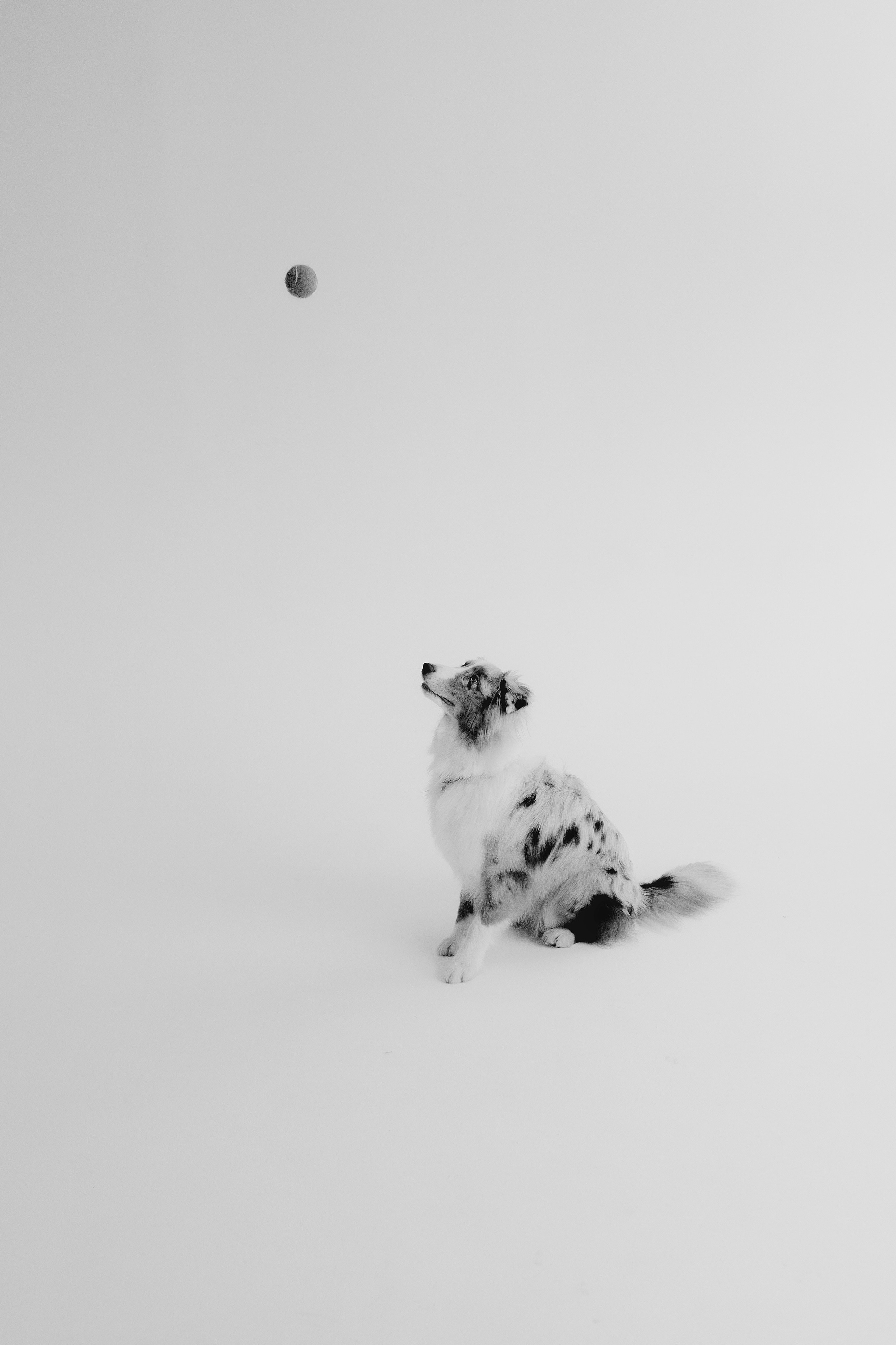 Дэймон. Фотограф- анималист Александра Матвеева