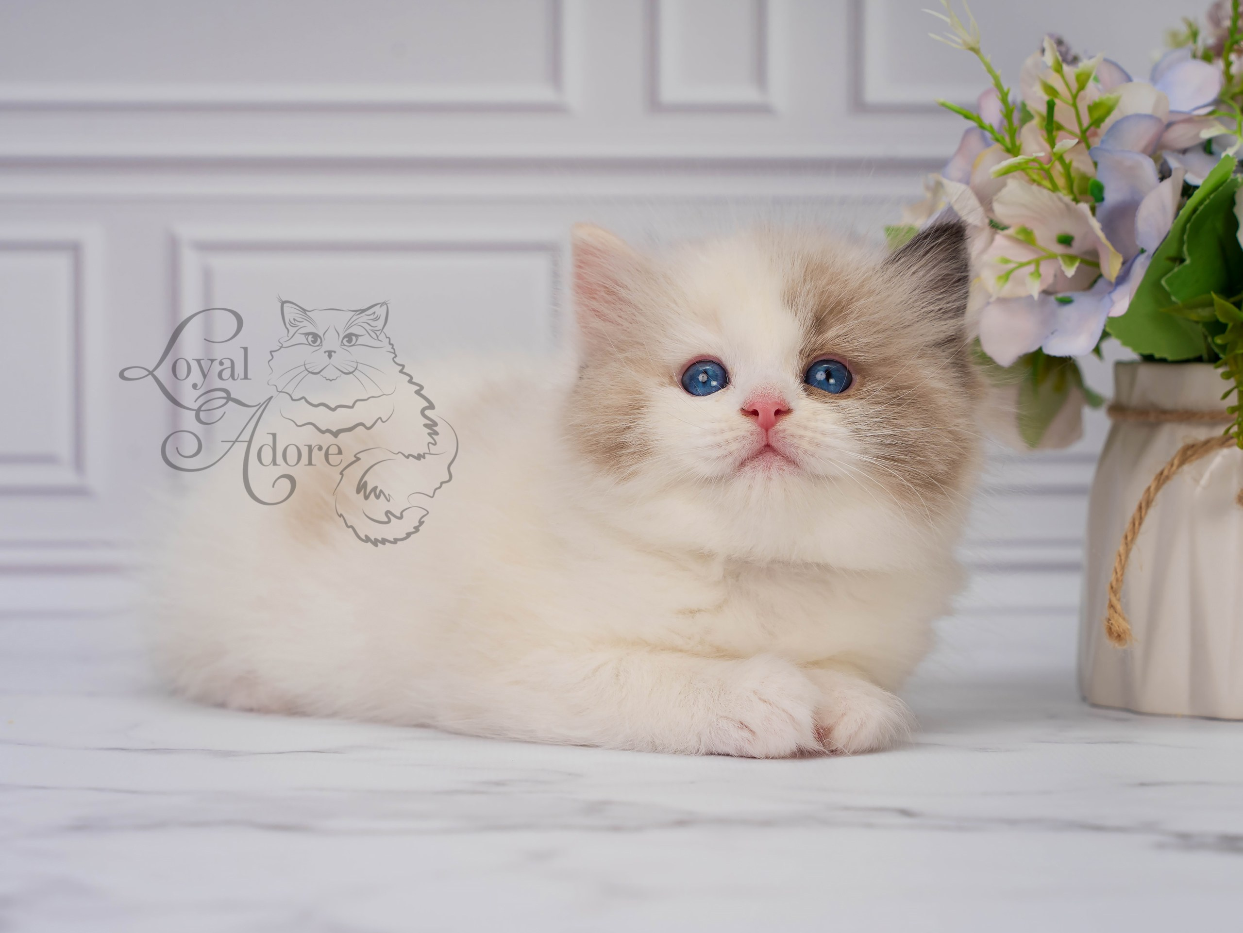 Котята рэгдолл от Loyal Adore. Питомник рэгдолл Loyal Adore