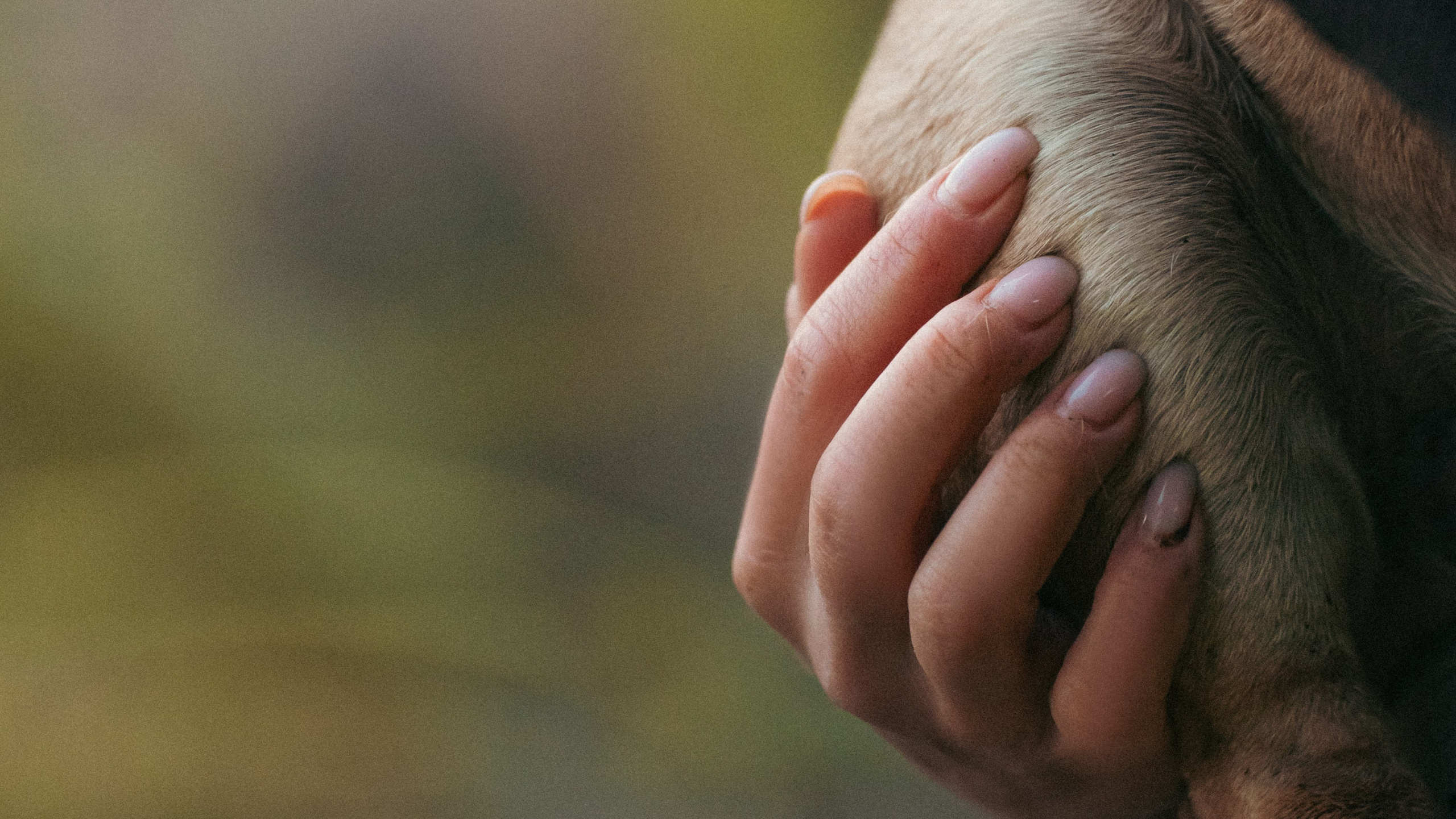 Анастасия и Бенц. Фотограф анималист в Москве и Санкт-Петербурге Свиридова Анна