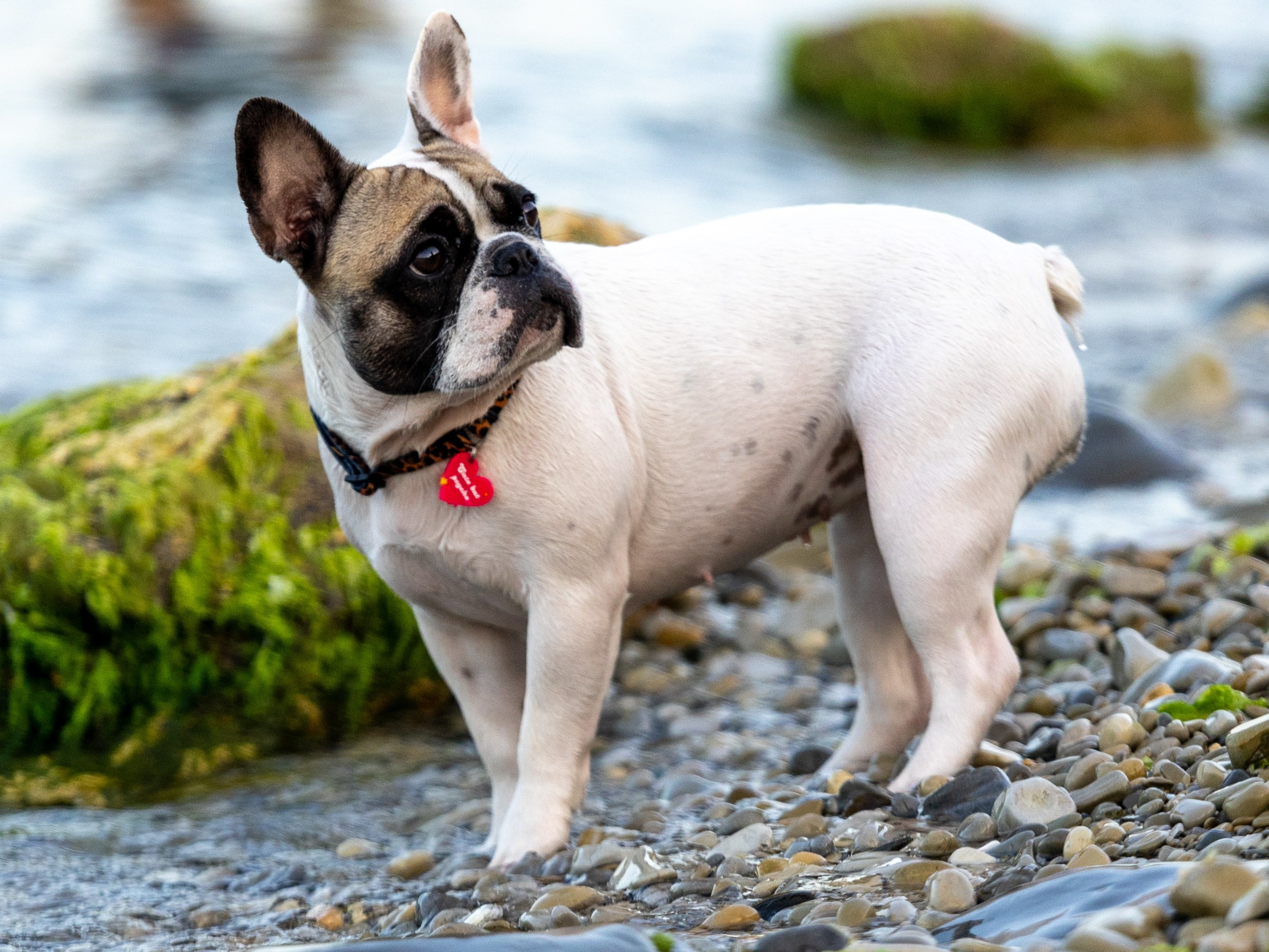 Пандора и Марго. Фотограф-анималист в Москве Кириллова Татьяна