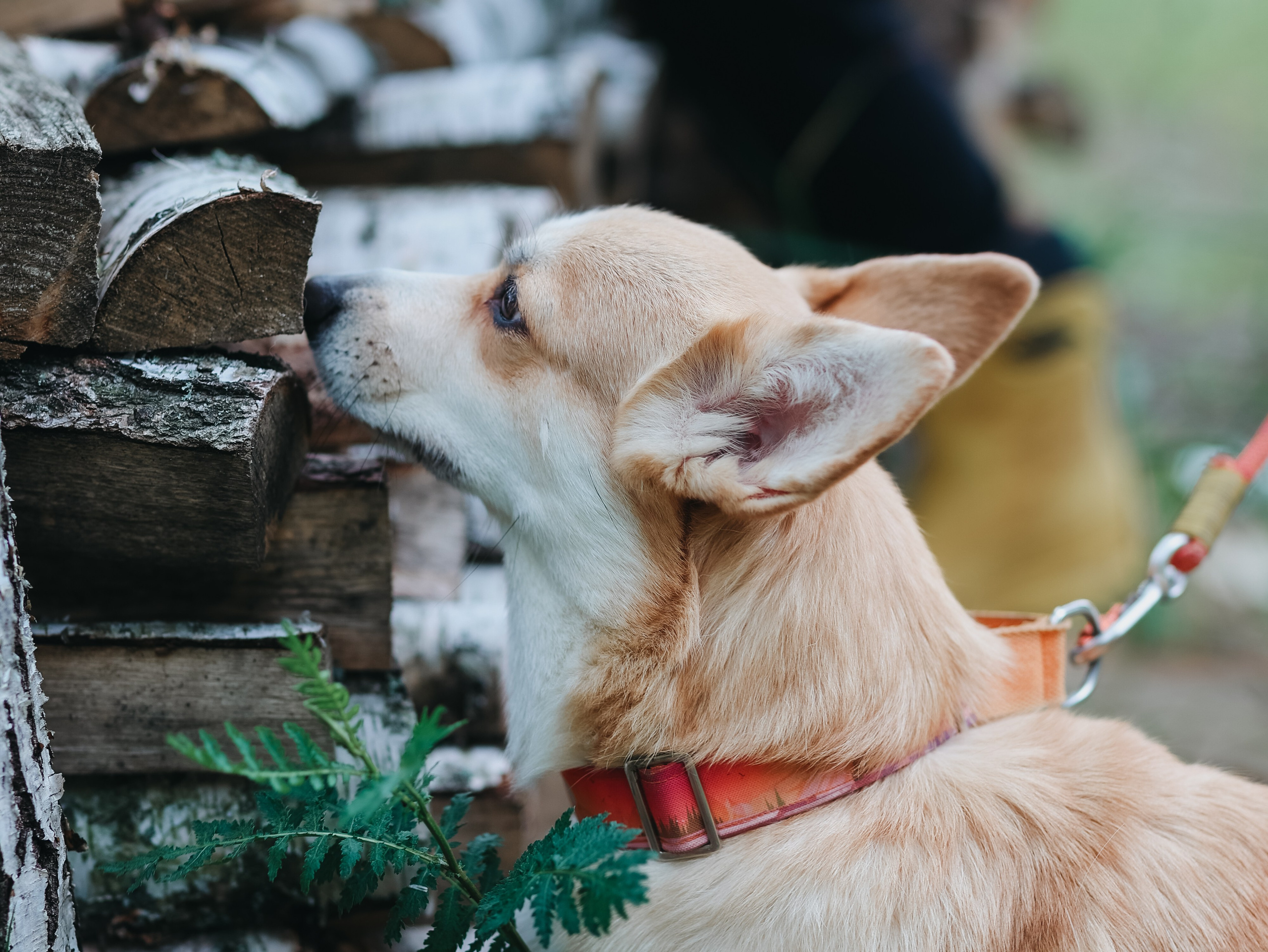 Лагерь ноузворк. Фотограф-анималист в Москве Кириллова Татьяна