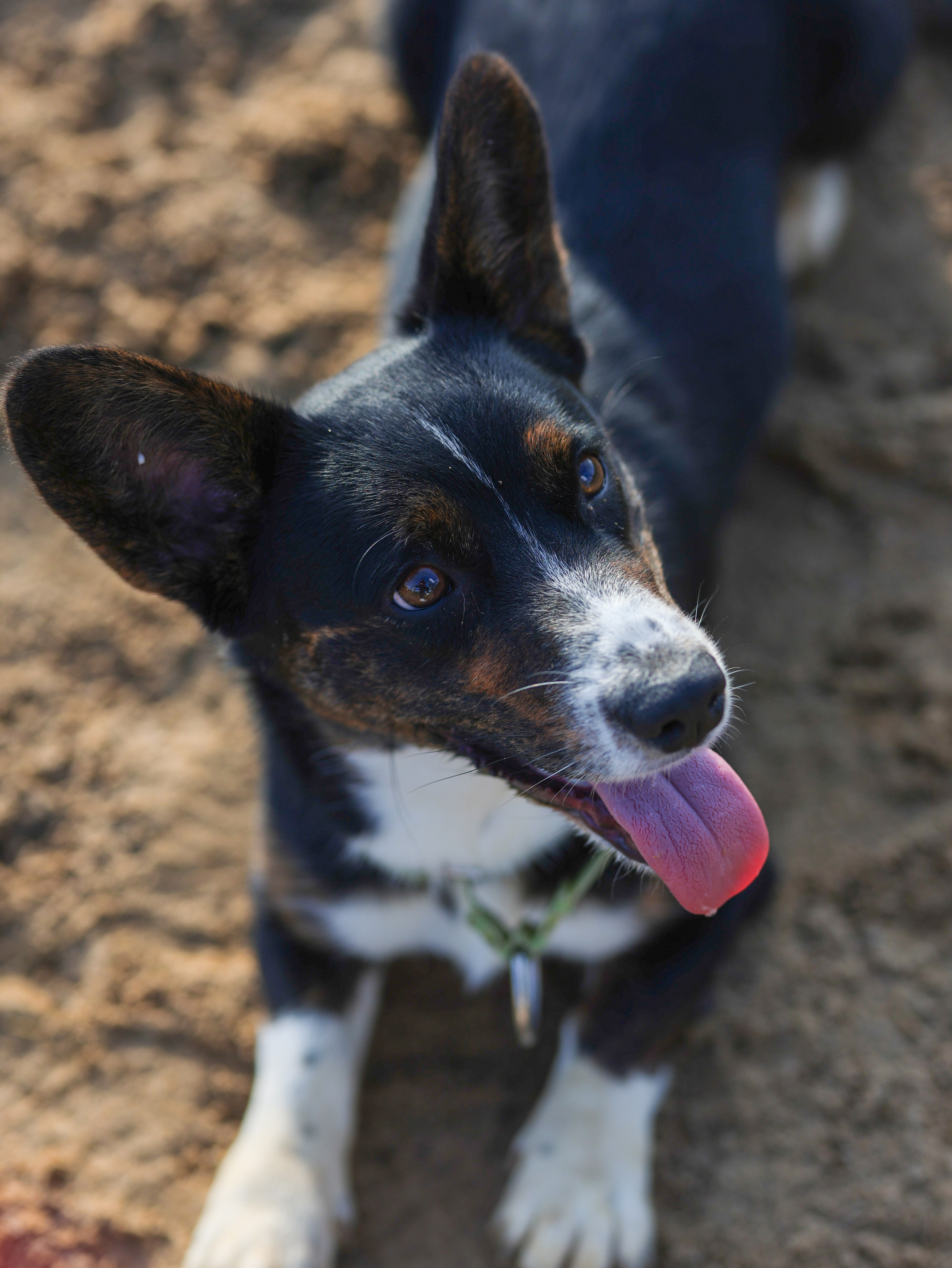 Пастьба. Фотограф-анималист в Москве Кириллова Татьяна