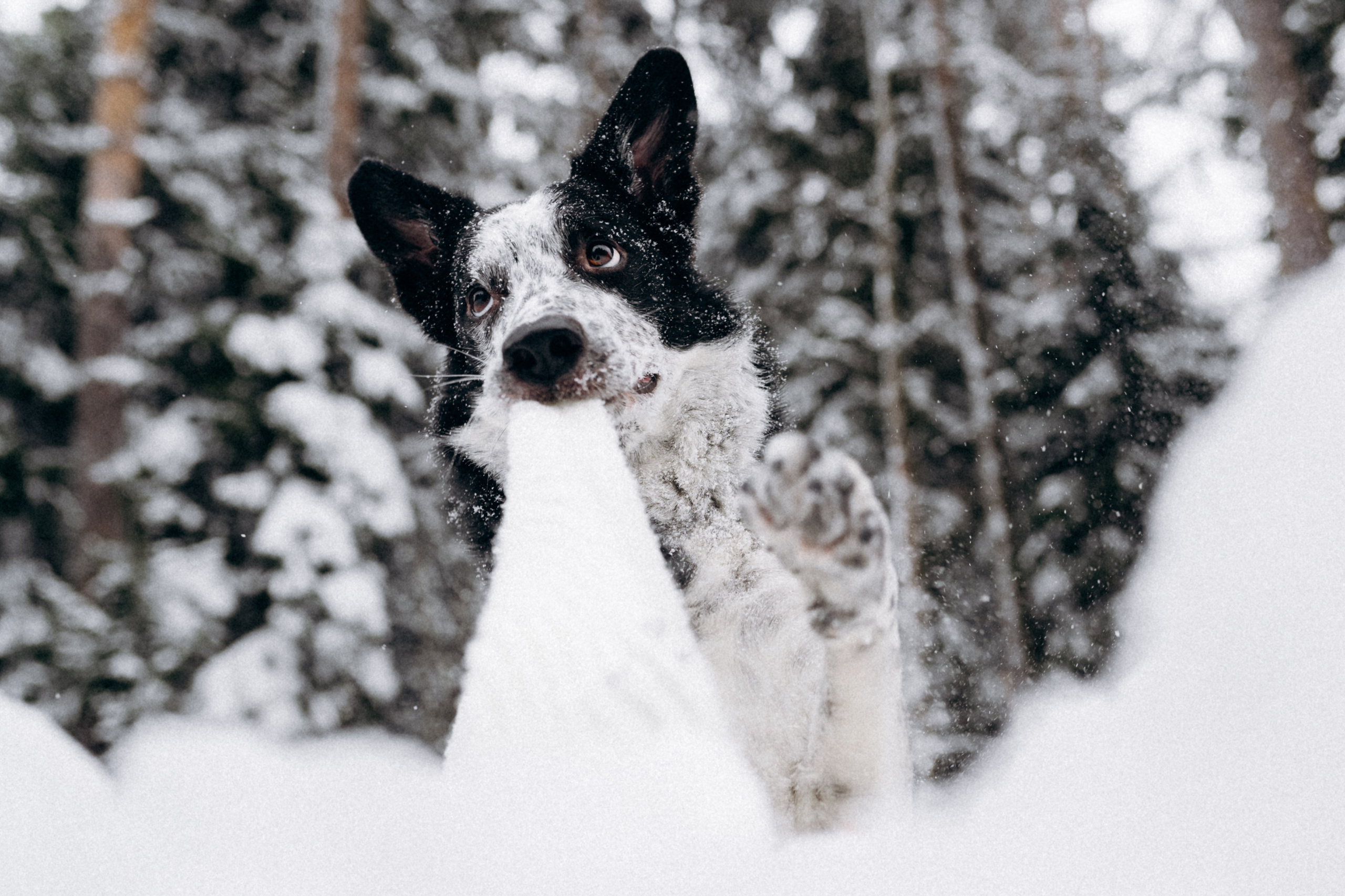 Аня и Милан. Фотограф анималист в Москве Ольга Агушева