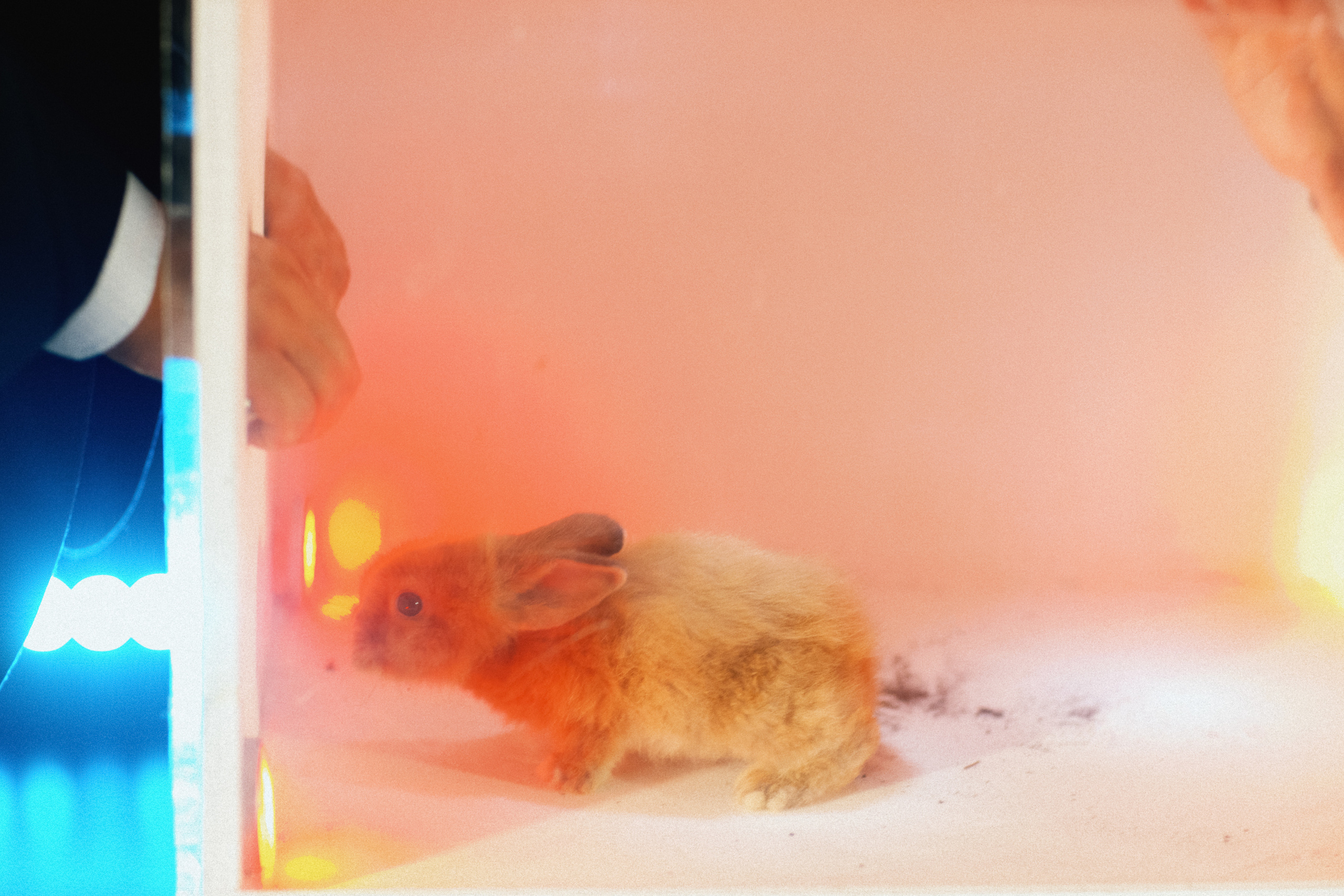 Ресторан Bistrot. Свадебный фотограф в Москве Никифоров-Гордеев Константин