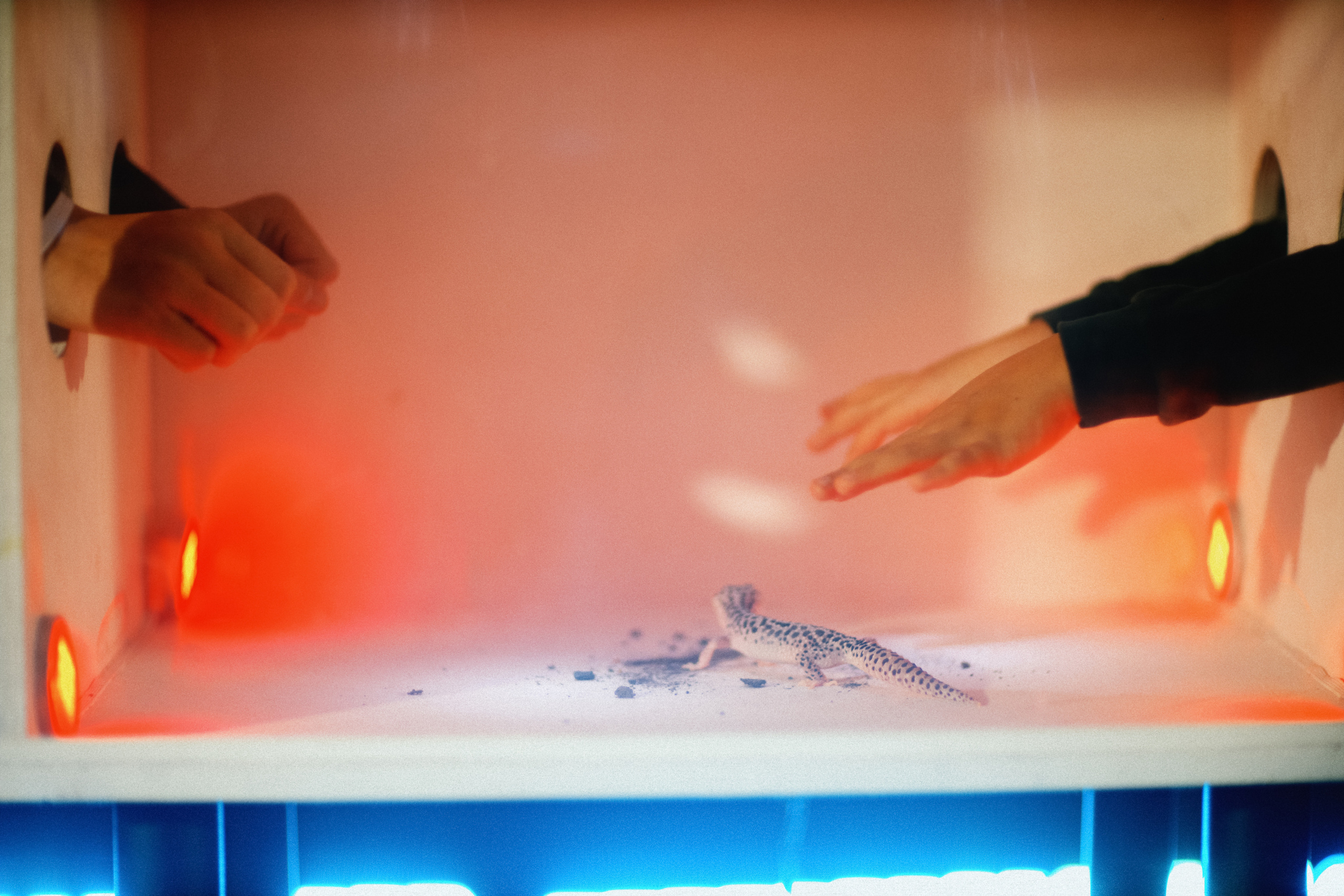 Ресторан Bistrot. Свадебный фотограф в Москве Никифоров-Гордеев Константин