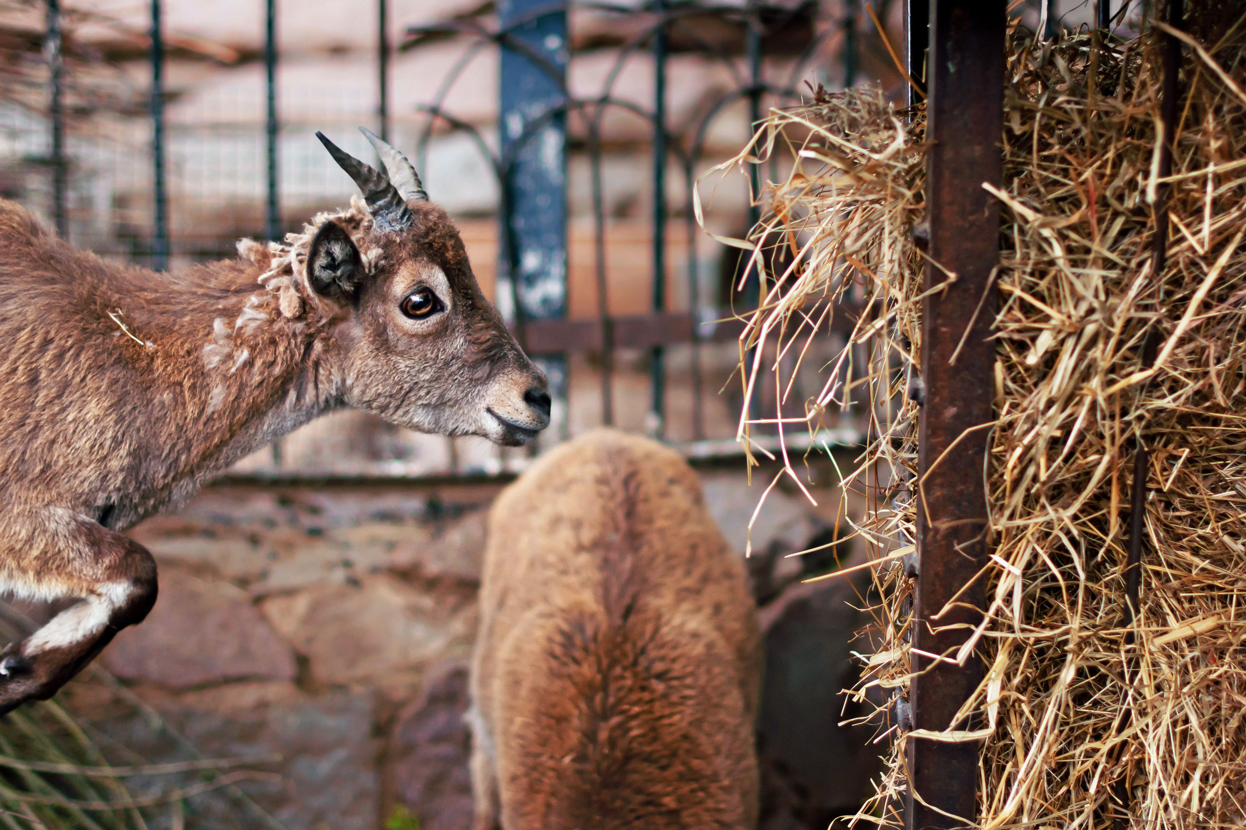 МОСКОВСКИЙ ЗООПАРК. Фотограф в Королеве Людмила Потапова