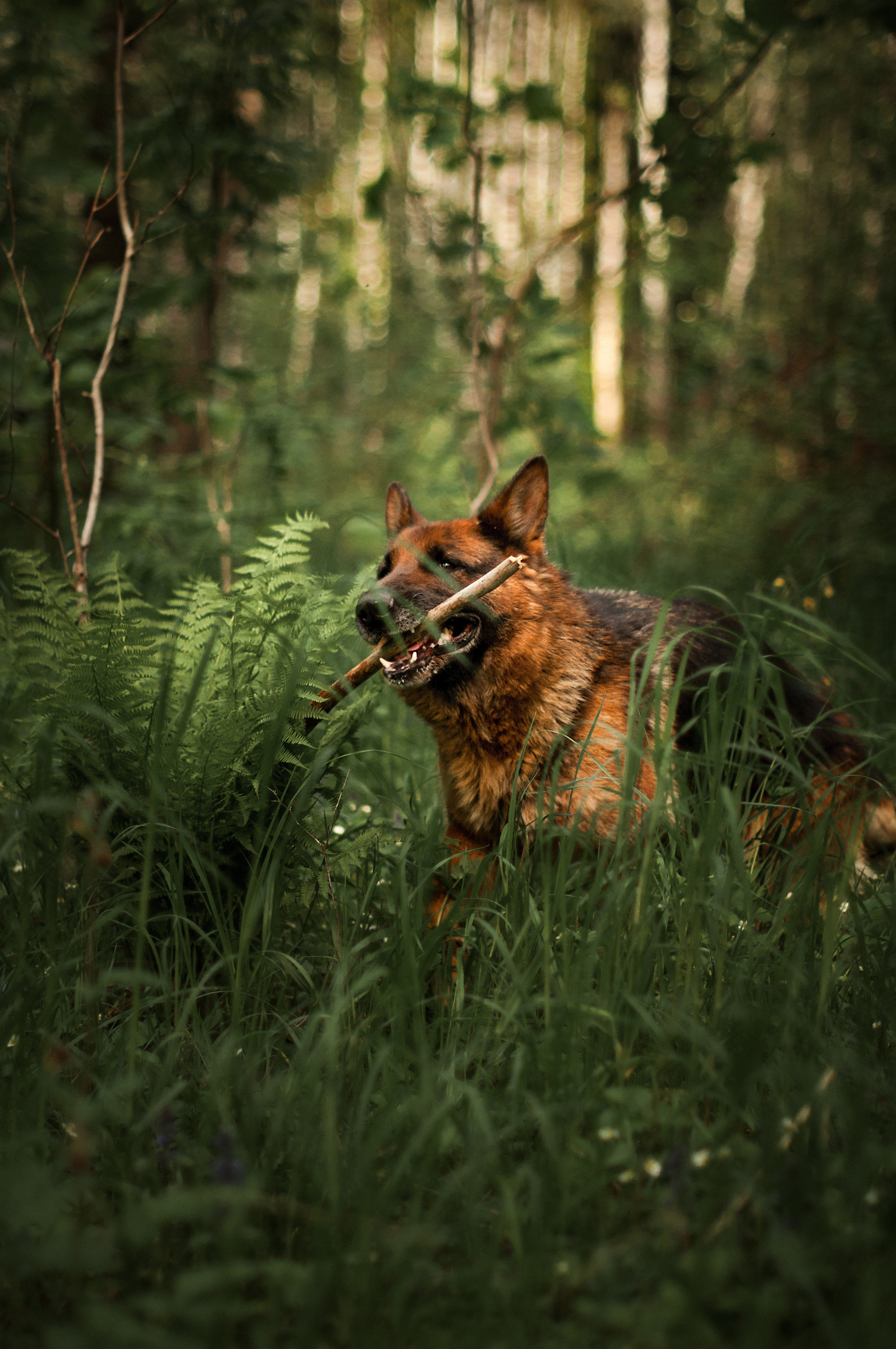 ФОТОСЪЕМКА ЖИВОТНЫХ. Фотограф в Королеве Людмила Потапова