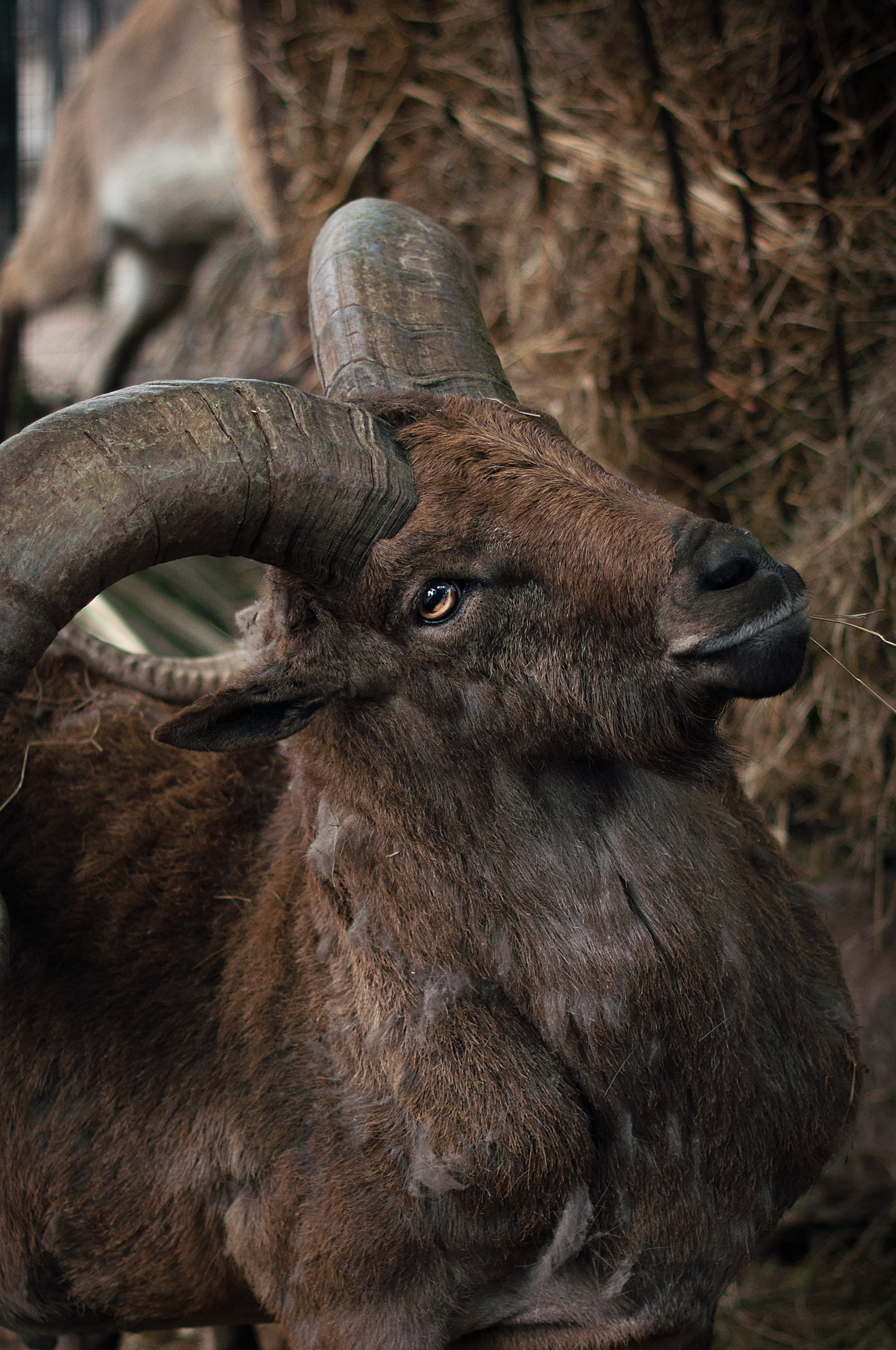 МОСКОВСКИЙ ЗООПАРК. Фотограф в Королеве Людмила Потапова