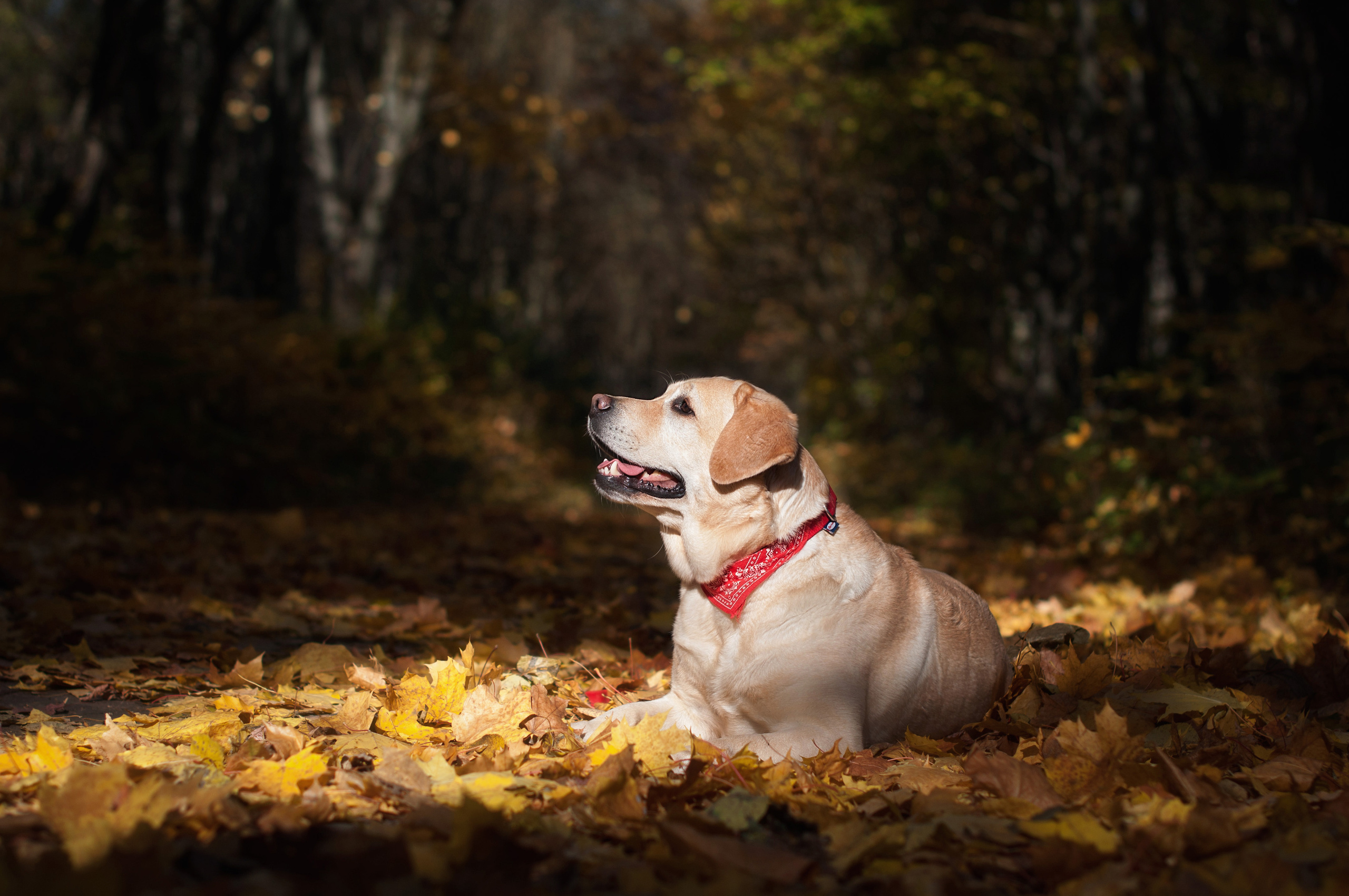 ФОТОСЪЕМКА ЖИВОТНЫХ. Фотограф в Королеве Людмила Потапова