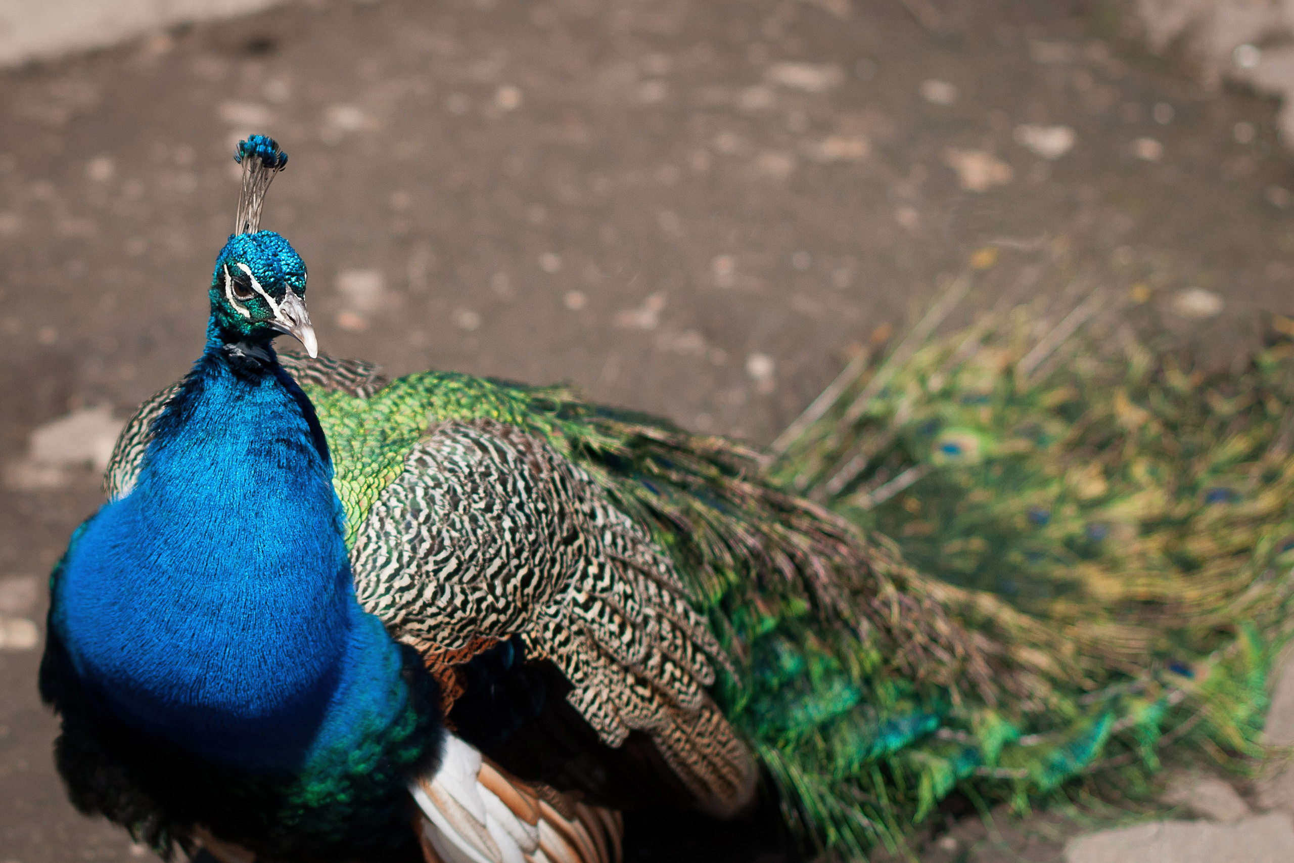 МОСКОВСКИЙ ЗООПАРК. Фотограф в Королеве Людмила Потапова