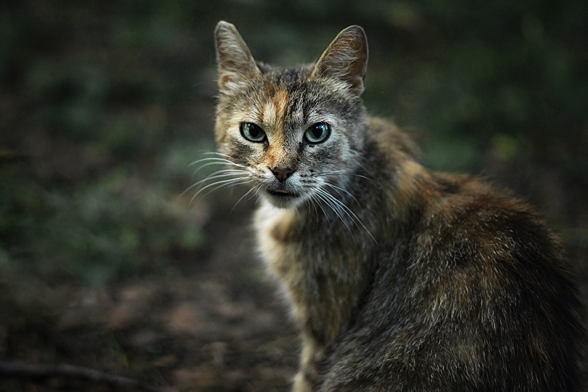 ФОТОСЪЕМКА ЖИВОТНЫХ. Фотограф в Королеве Людмила Потапова