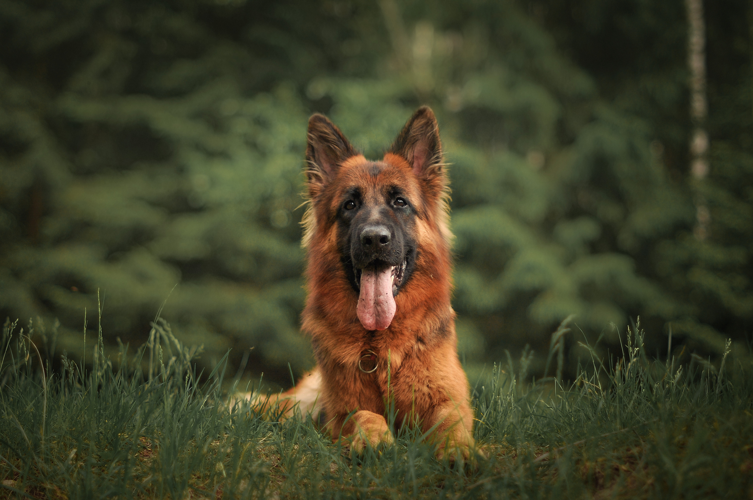 ФОТОСЪЕМКА ЖИВОТНЫХ. Фотограф в Королеве Людмила Потапова