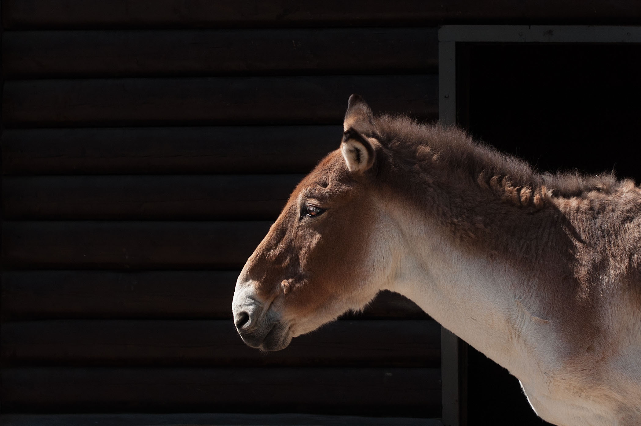 МОСКОВСКИЙ ЗООПАРК. Фотограф в Королеве Людмила Потапова