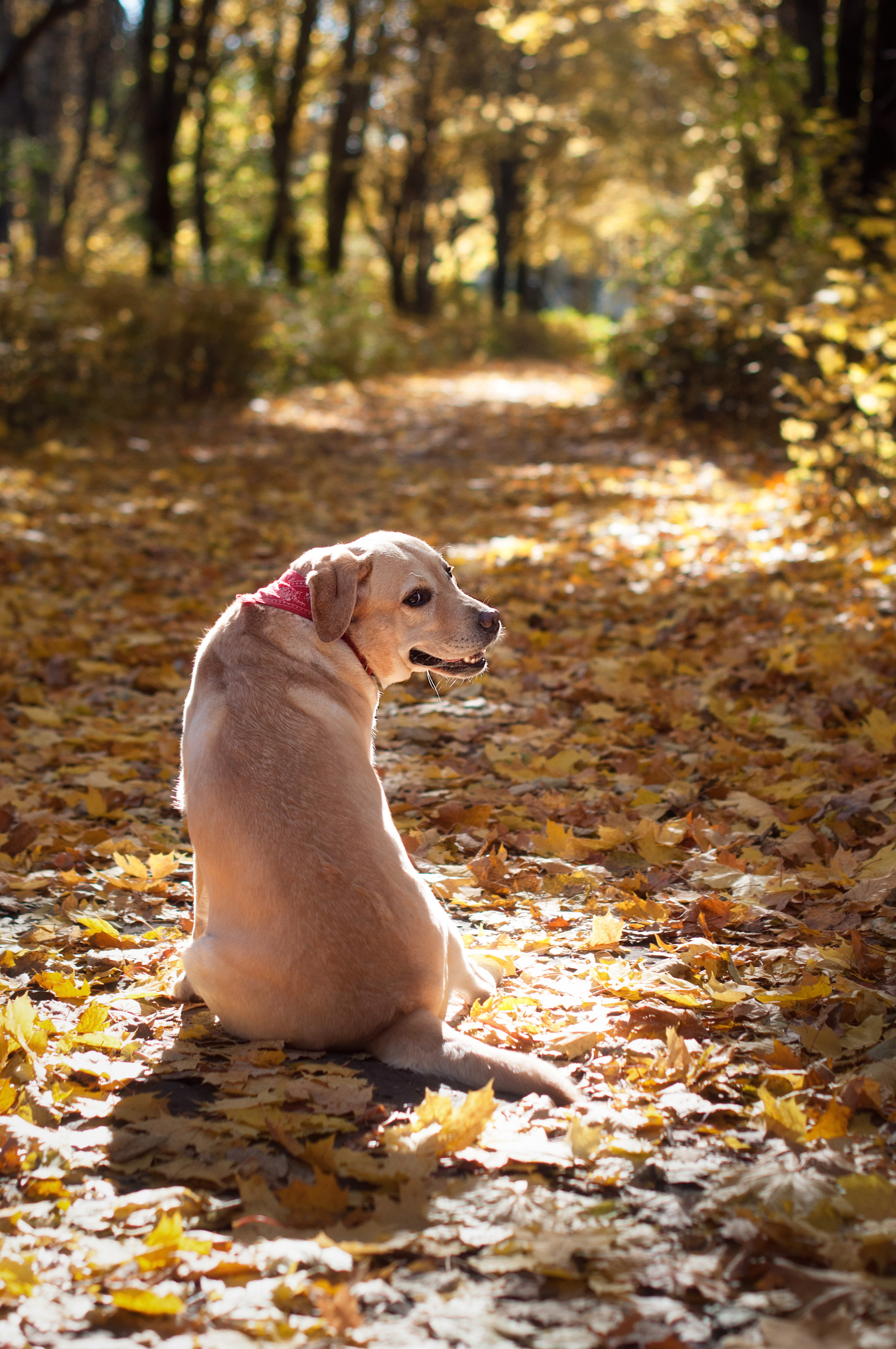 ФОТОСЪЕМКА ЖИВОТНЫХ. Фотограф в Королеве Людмила Потапова