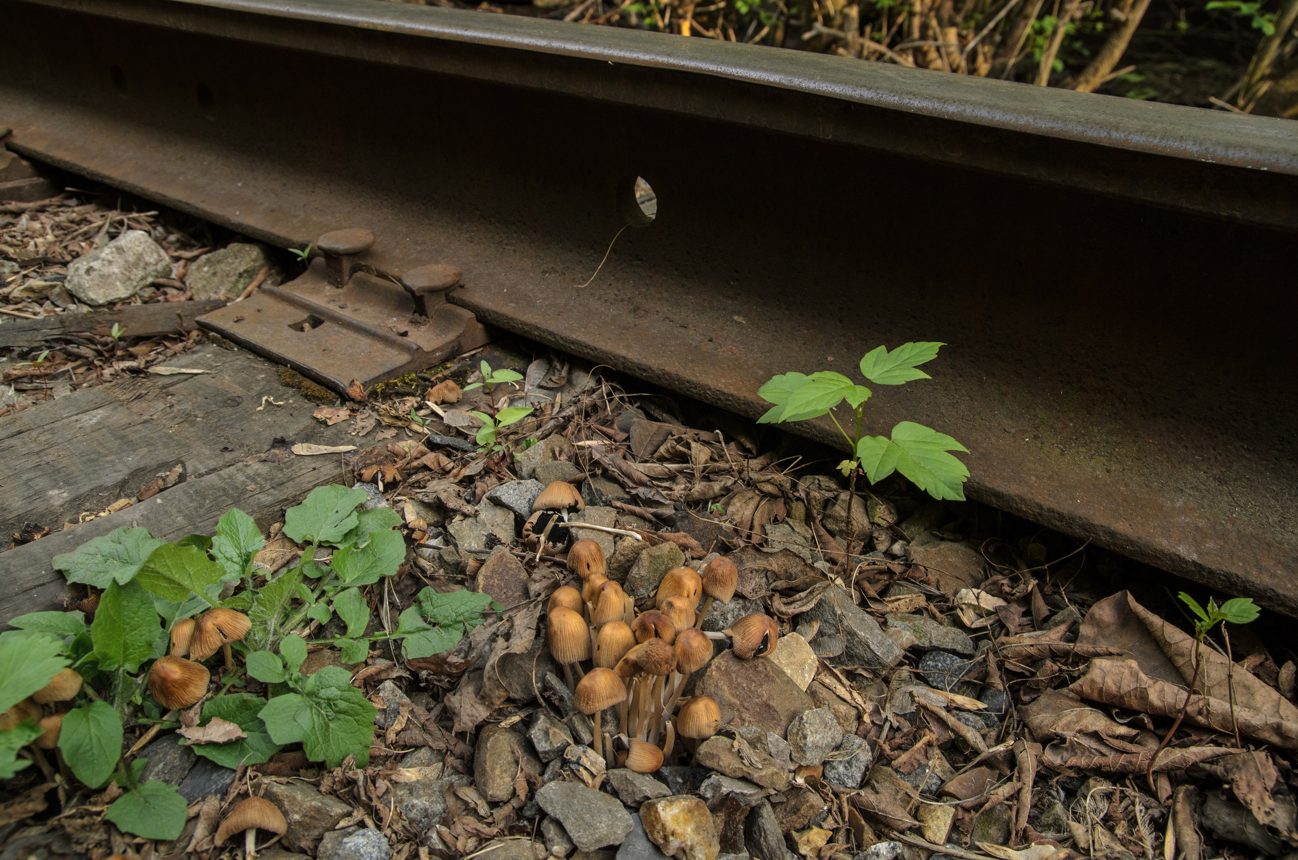Репортаж. Фото, видео, монтаж