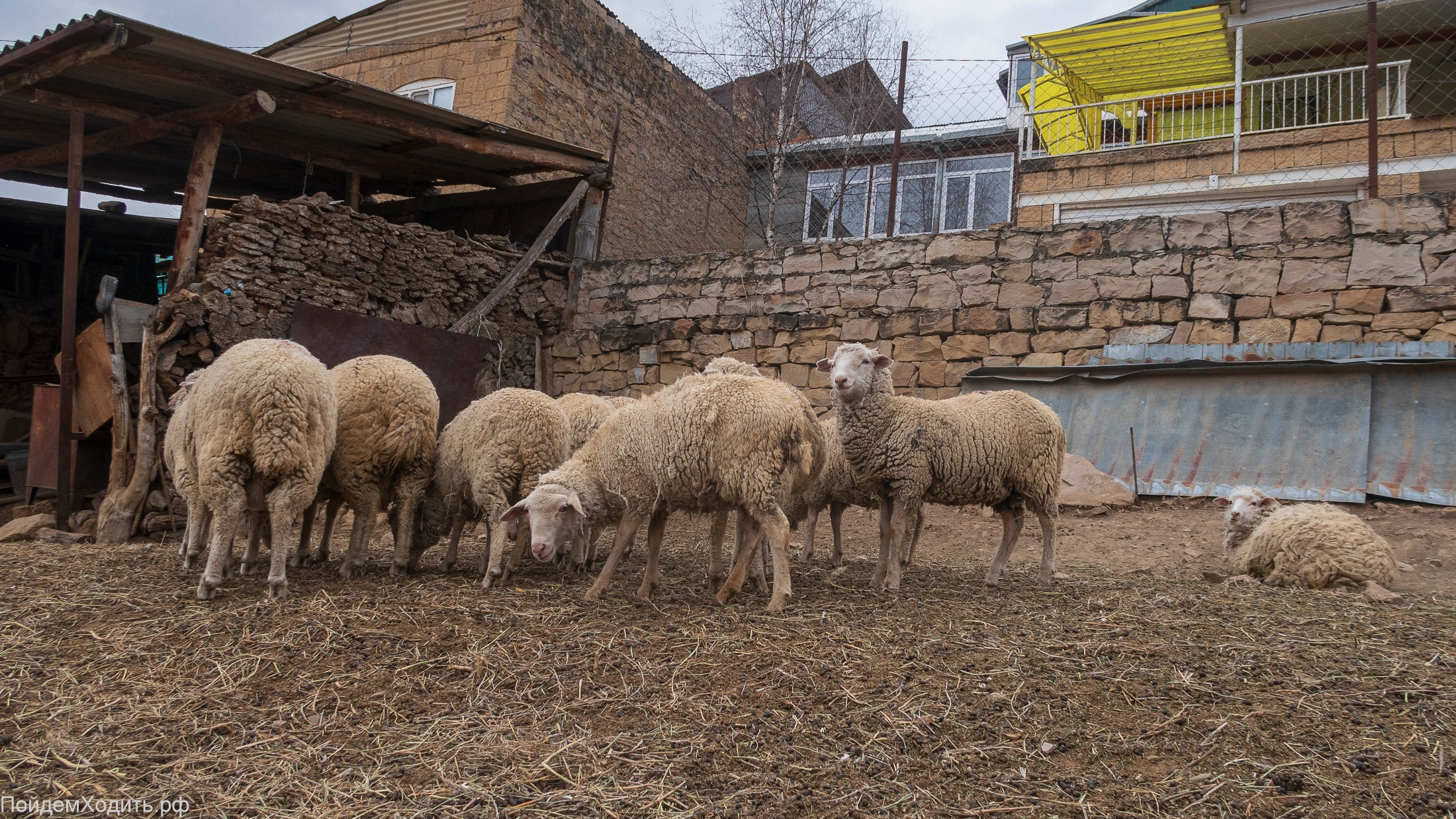 Nordic Walkers в Дагестане. Фото из походов и путешествий клуба скандинавской ходьбы Пойдем Ходить