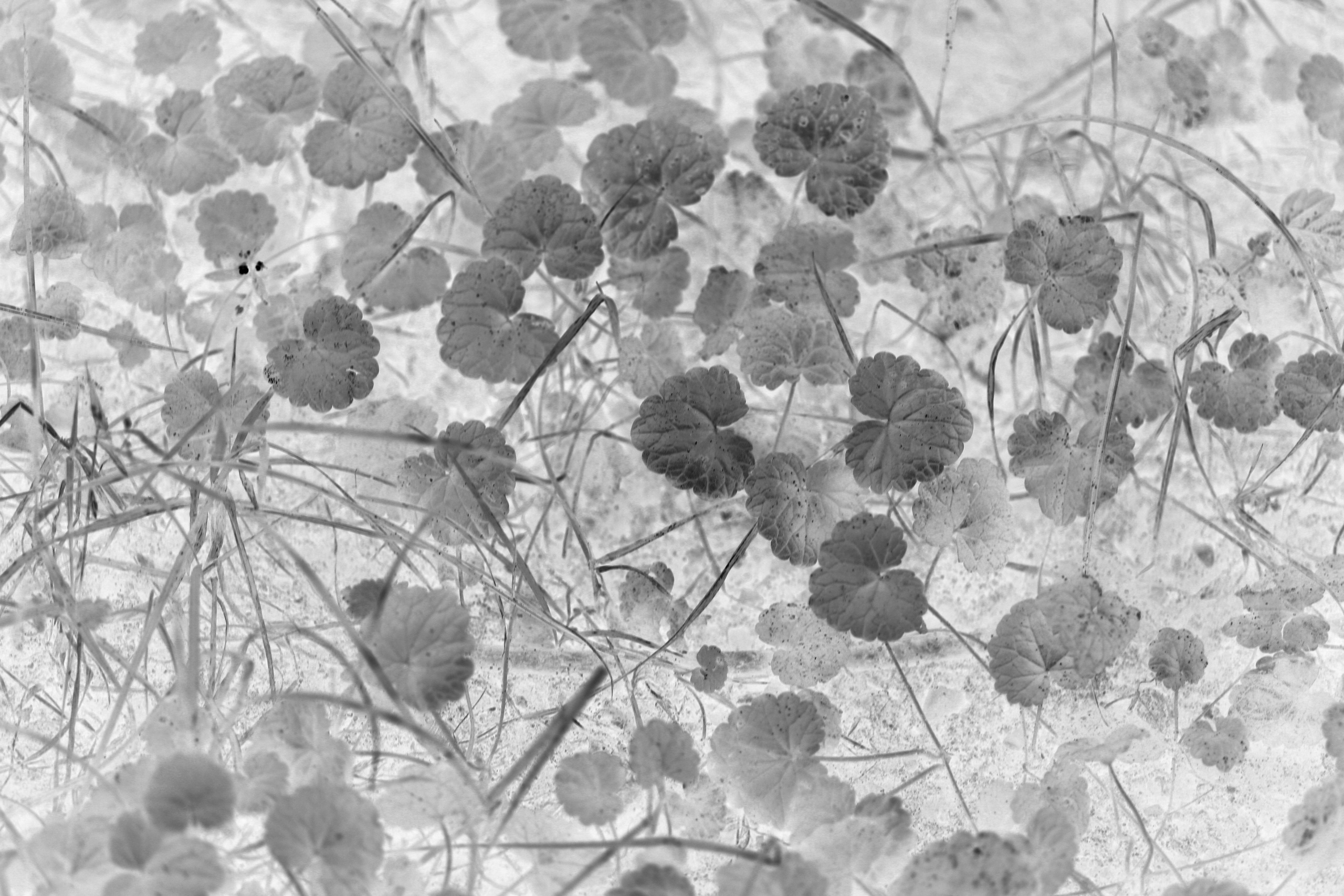 Наталья Алаторцева