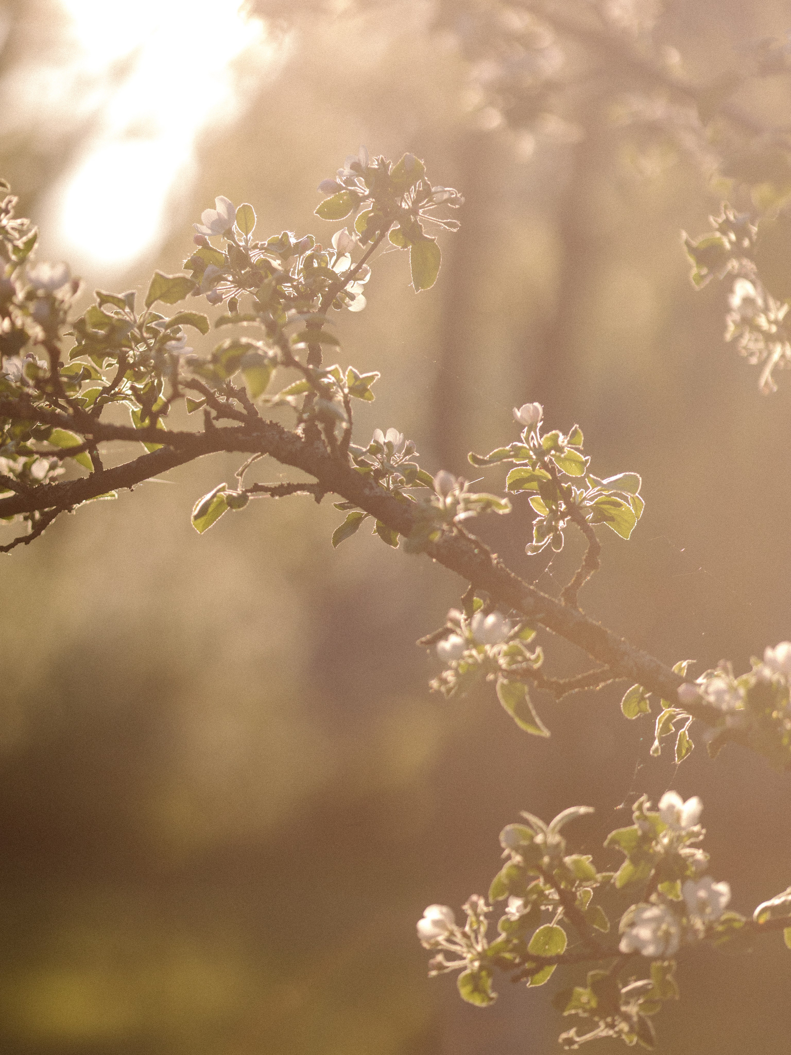 Виктория. Контент фотограф в Санкт-Петербурге Елена Кегель