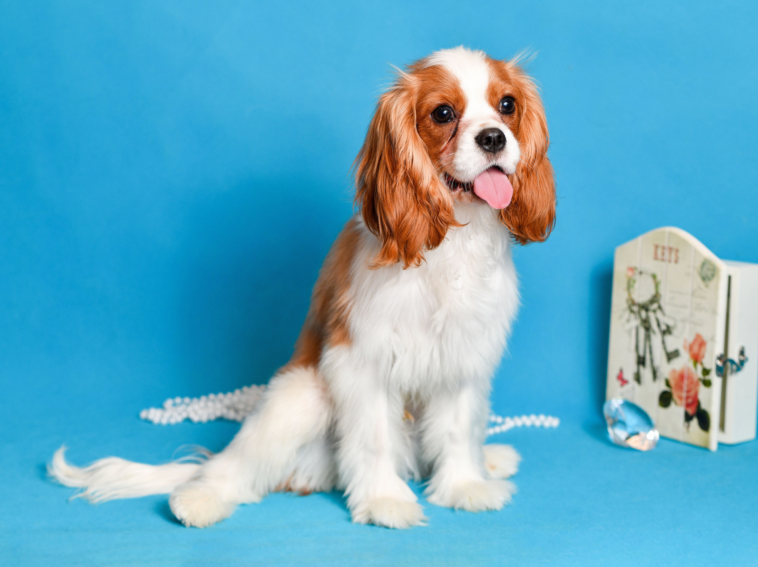 Съёмка животных для продажи. Свадебный и портретный фотограф в Москве Галина Борисова