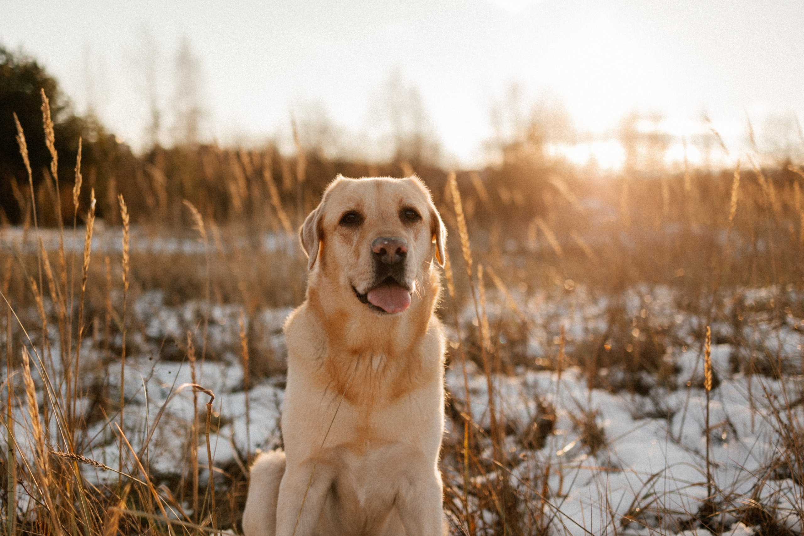 Ирина и Бася. Фотограф — Анималист | Санкт-Петербург