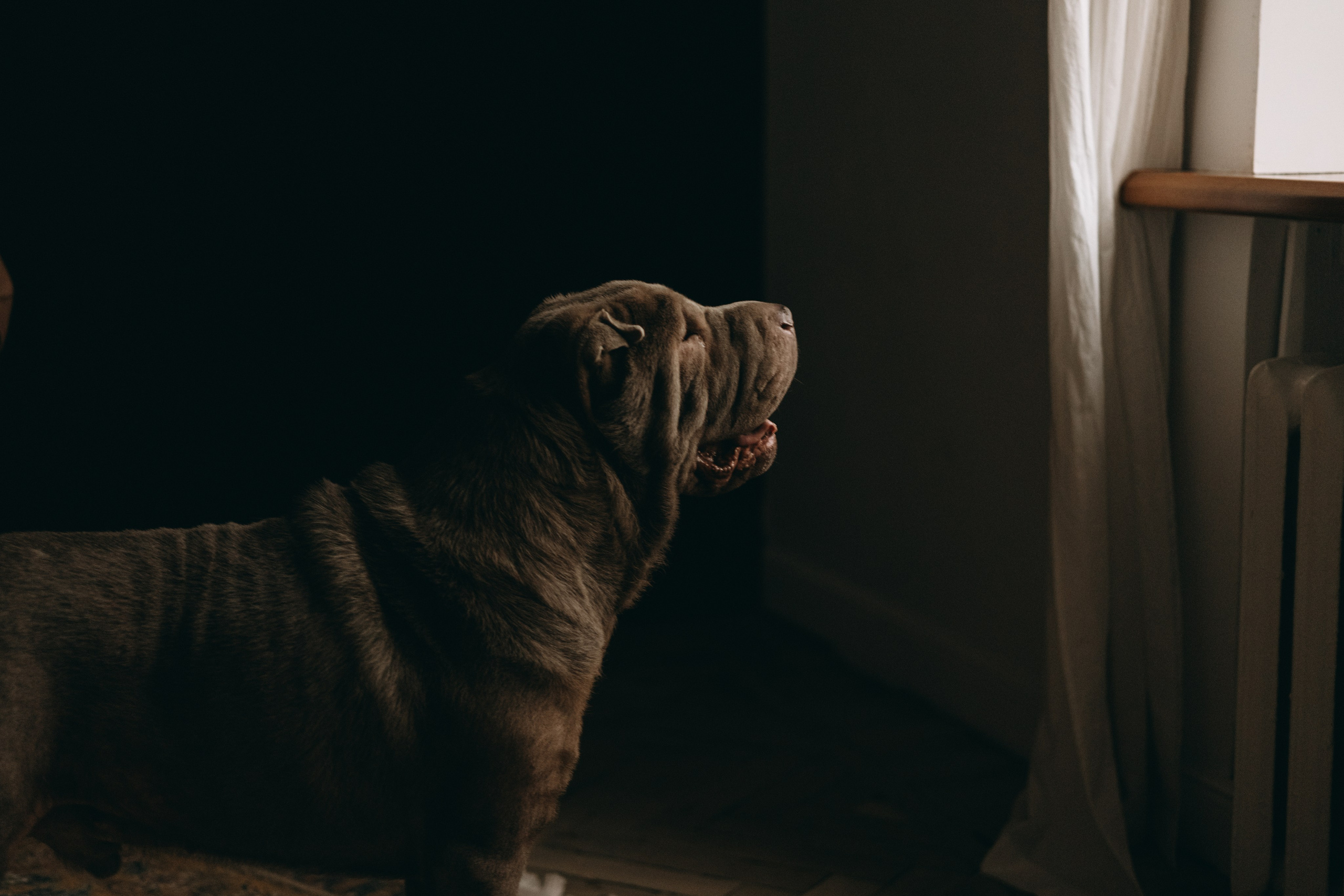 Ульяна и Вагнер. Фотограф — Анималист | Санкт-Петербург