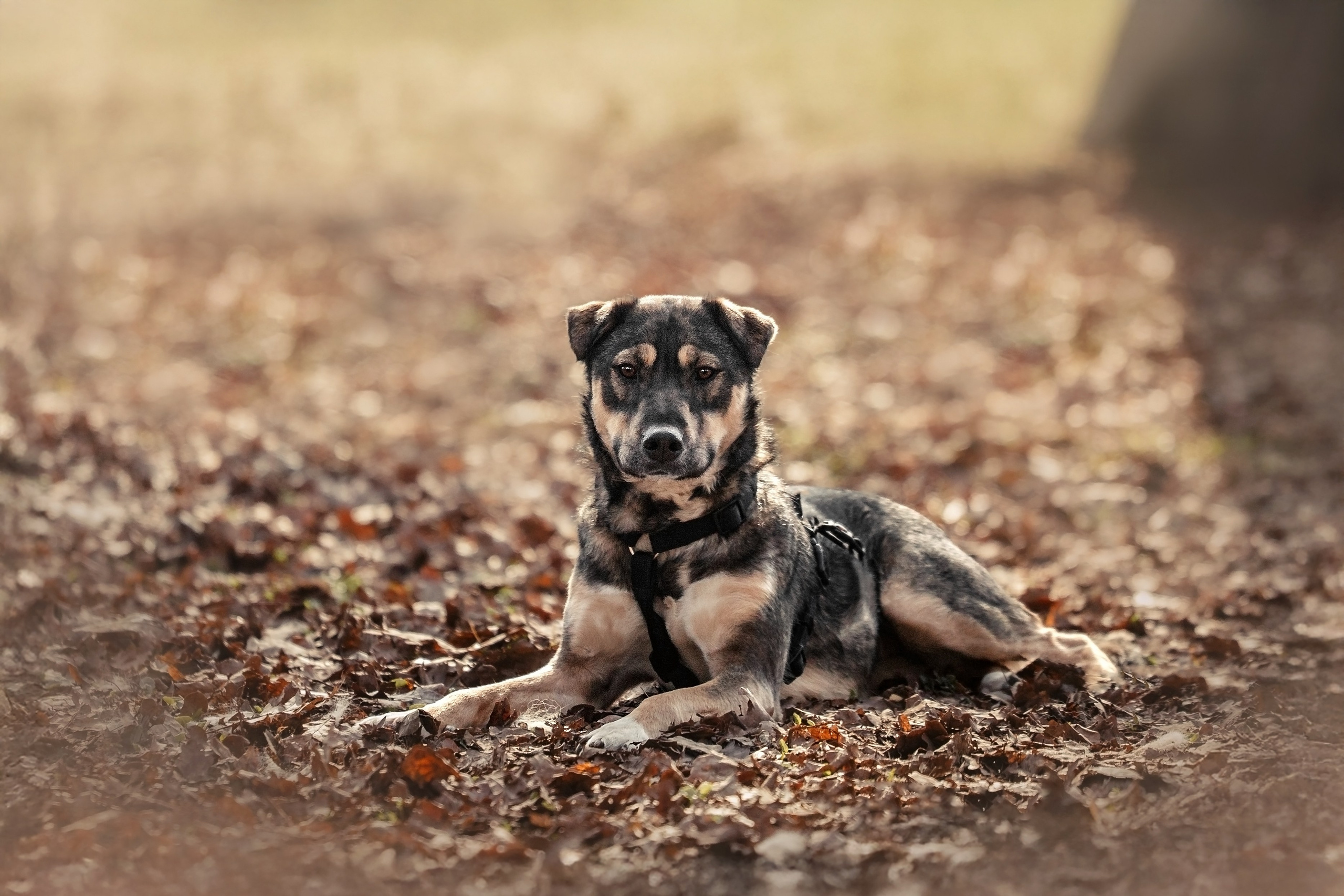 Собаки из приюта Дубовая роща весна 2025. Фотограф-анималист Татьяна Степанова