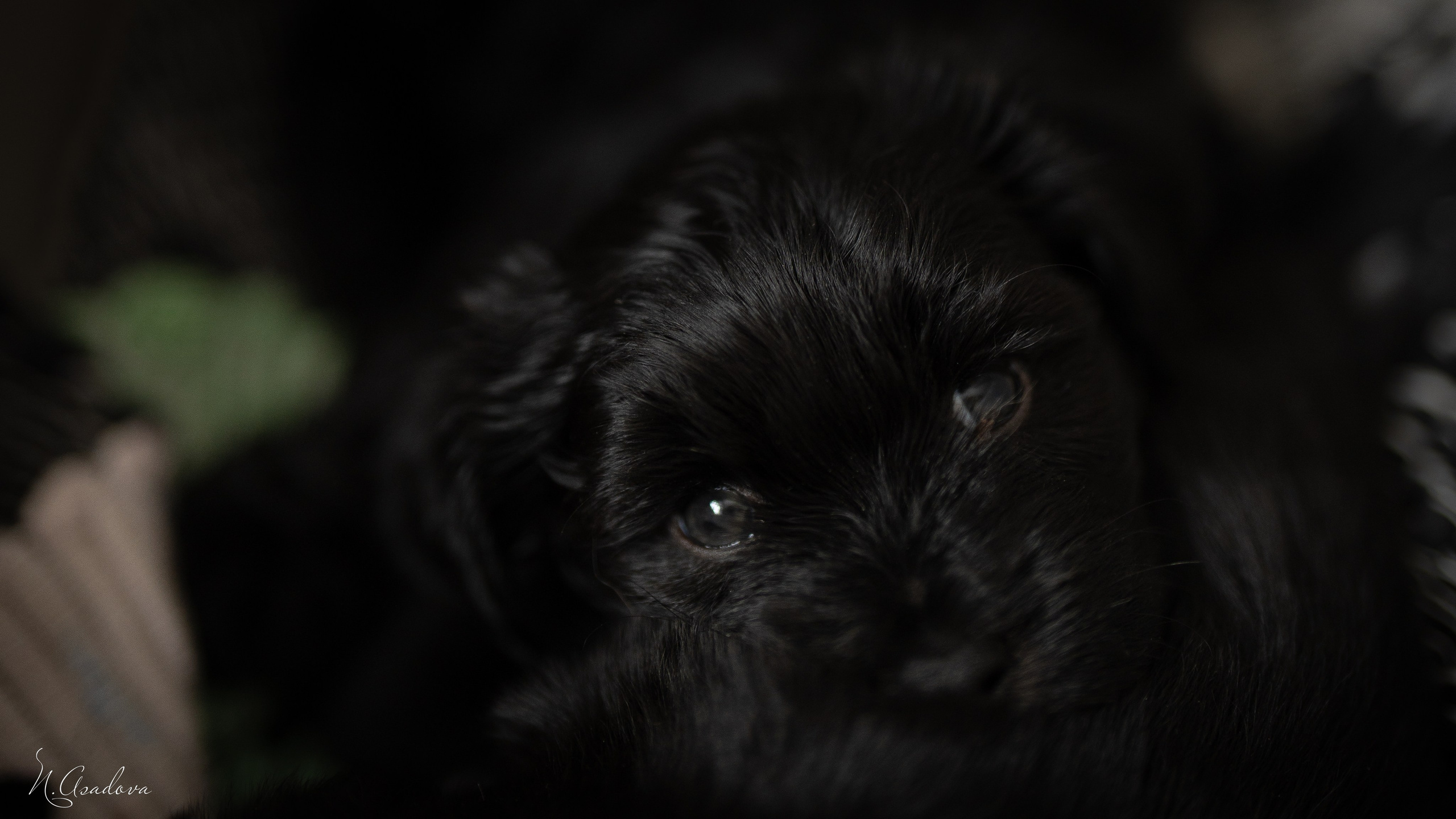 Тибетские терьеры 1мес. Фотограф-анималист Асадова