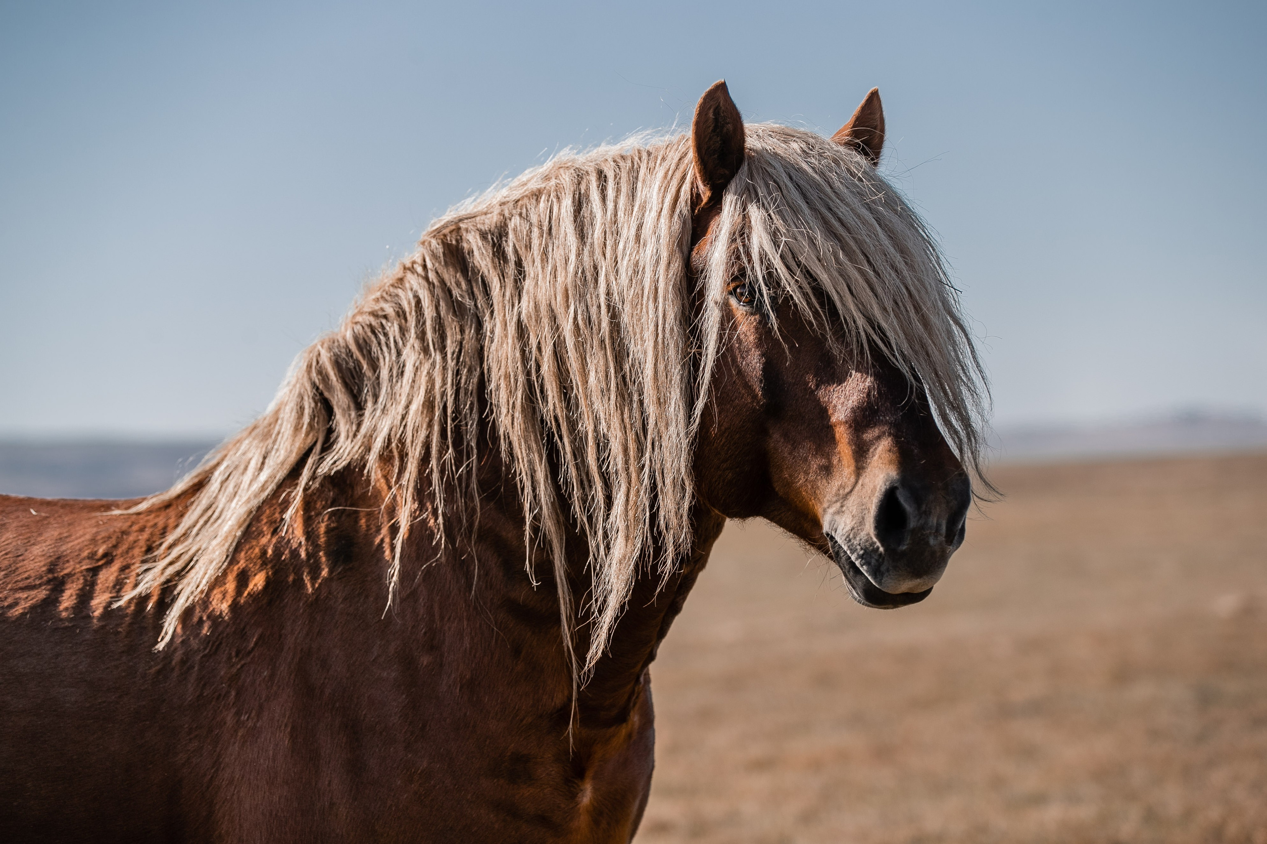 Фототуры в Карачаево-Черкессии 2019-2020. Фотограф-анималист Ксендзова Кристина