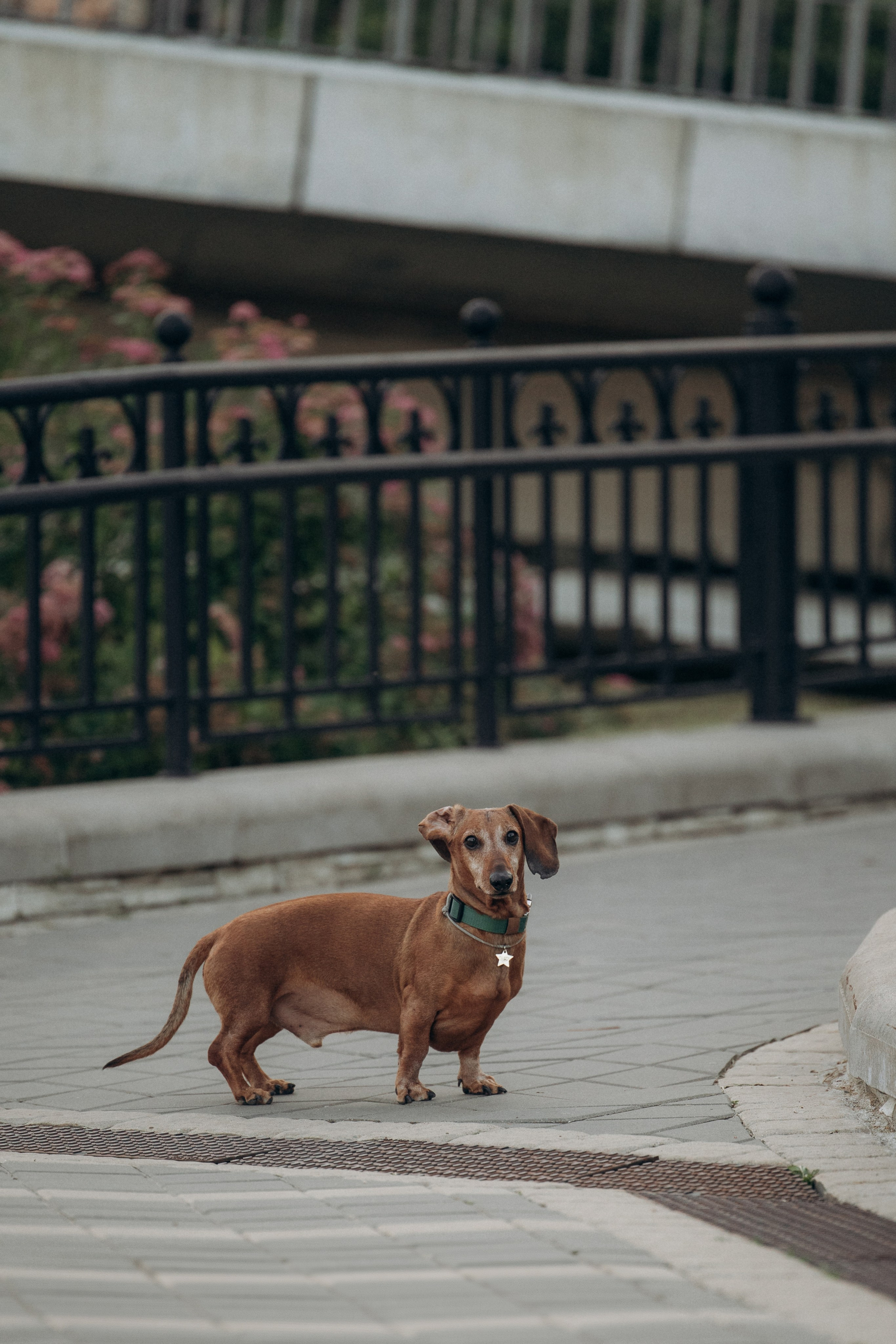 Минск. Алина и Сэм. Фотограф анималист в Казани Алина Сулейманова. Фотограф животных