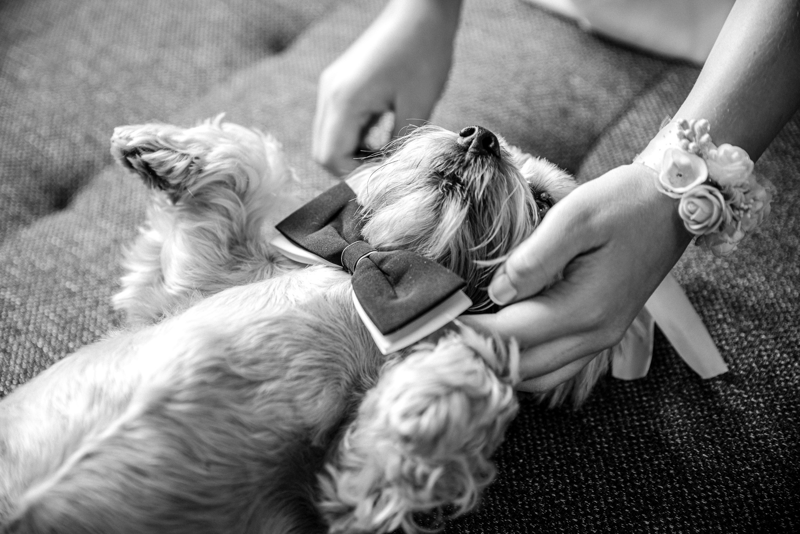 Фотограф Андрей Рижский. Санкт Петербург. Свадебная серия фотографий Алексея  и Катрины.