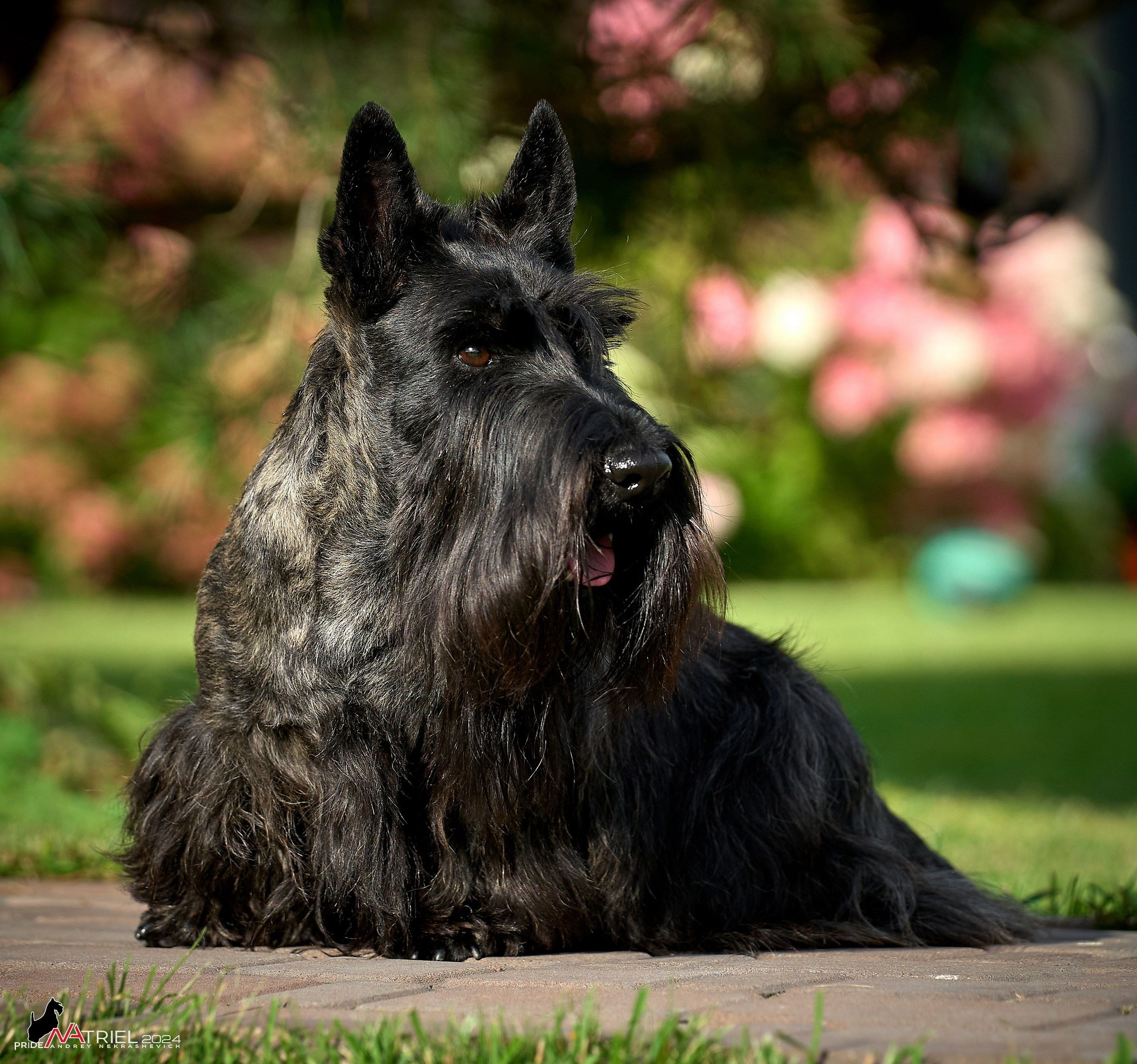 Скотчесемья «ИмпериалИти»